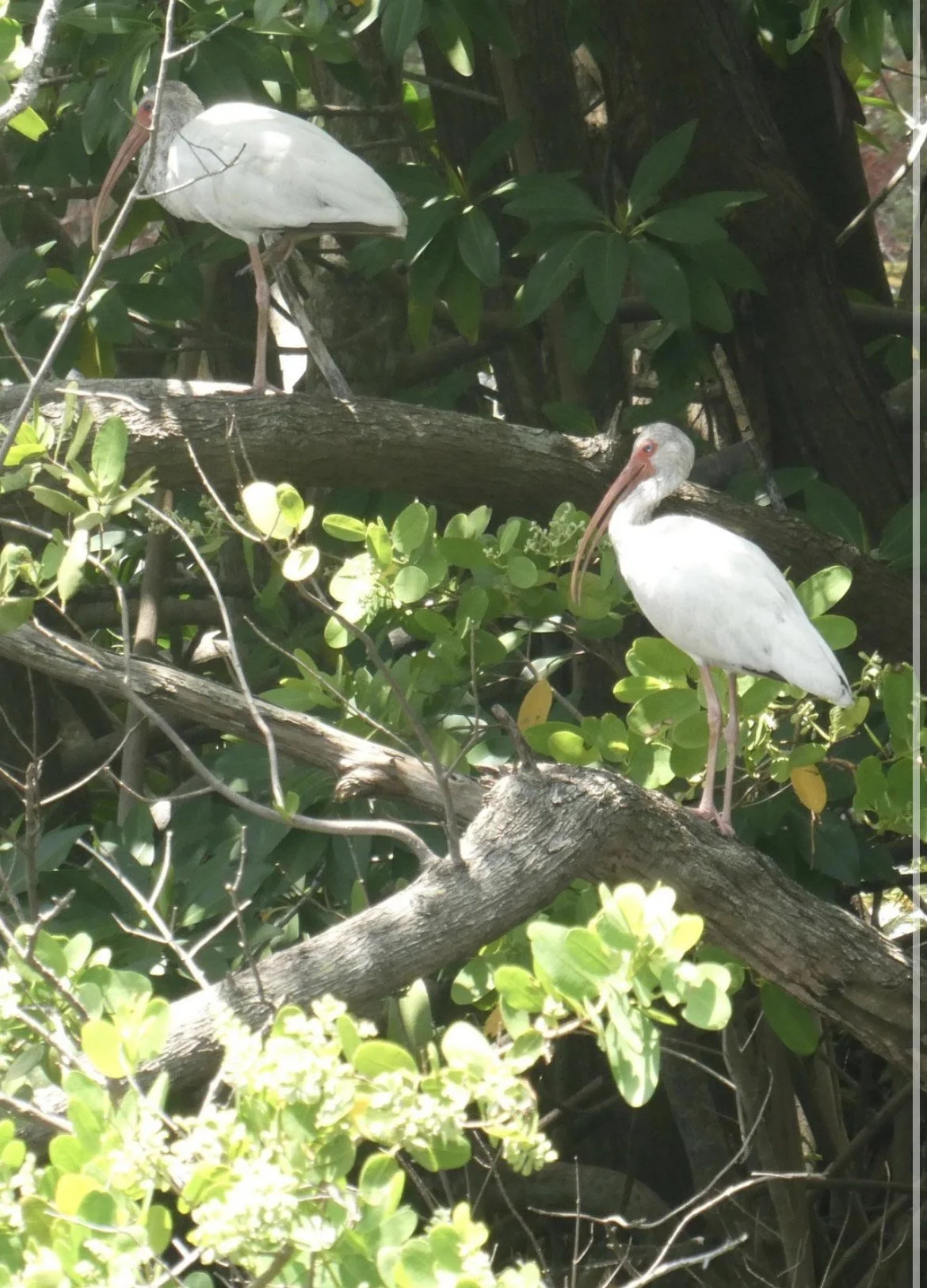 Two white storks with long orange beaks and pink legs perched on branches in a leafy tree.
