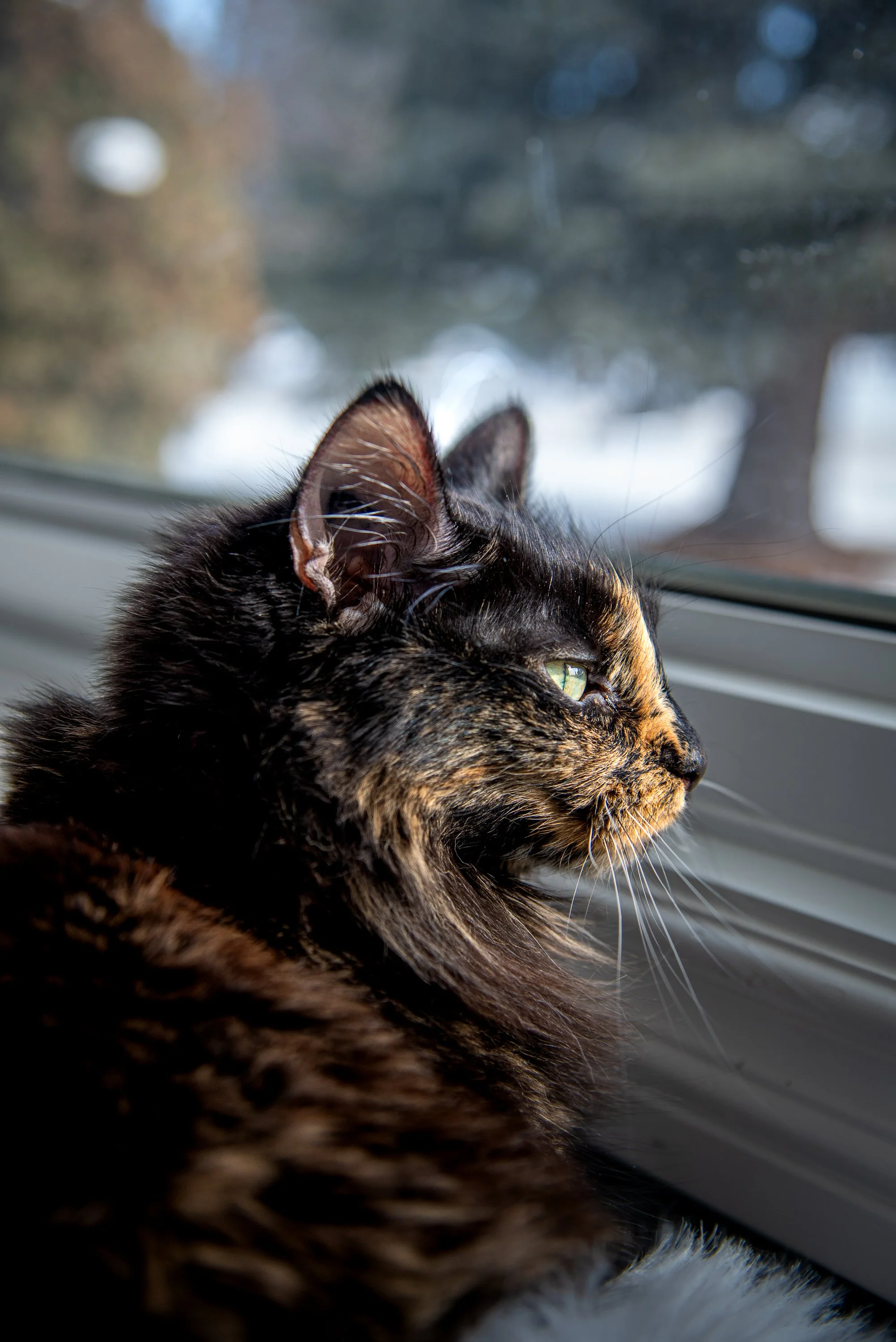 Kia_Tibby_Pet_Portfolio_2025-9.jpg