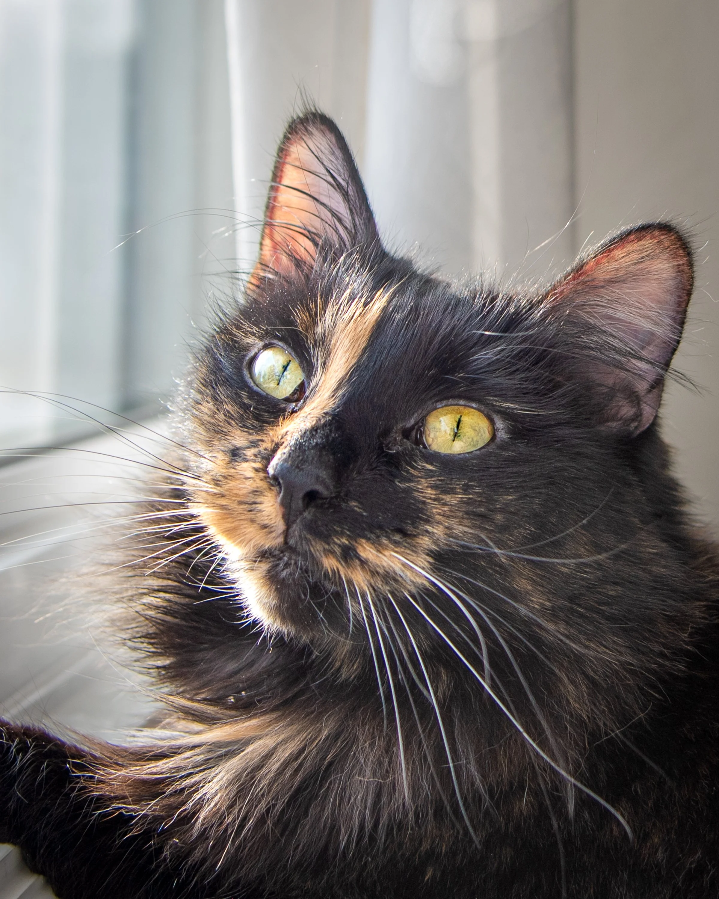 Kia_Tibby_Pet_Portfolio_2025-7.jpg