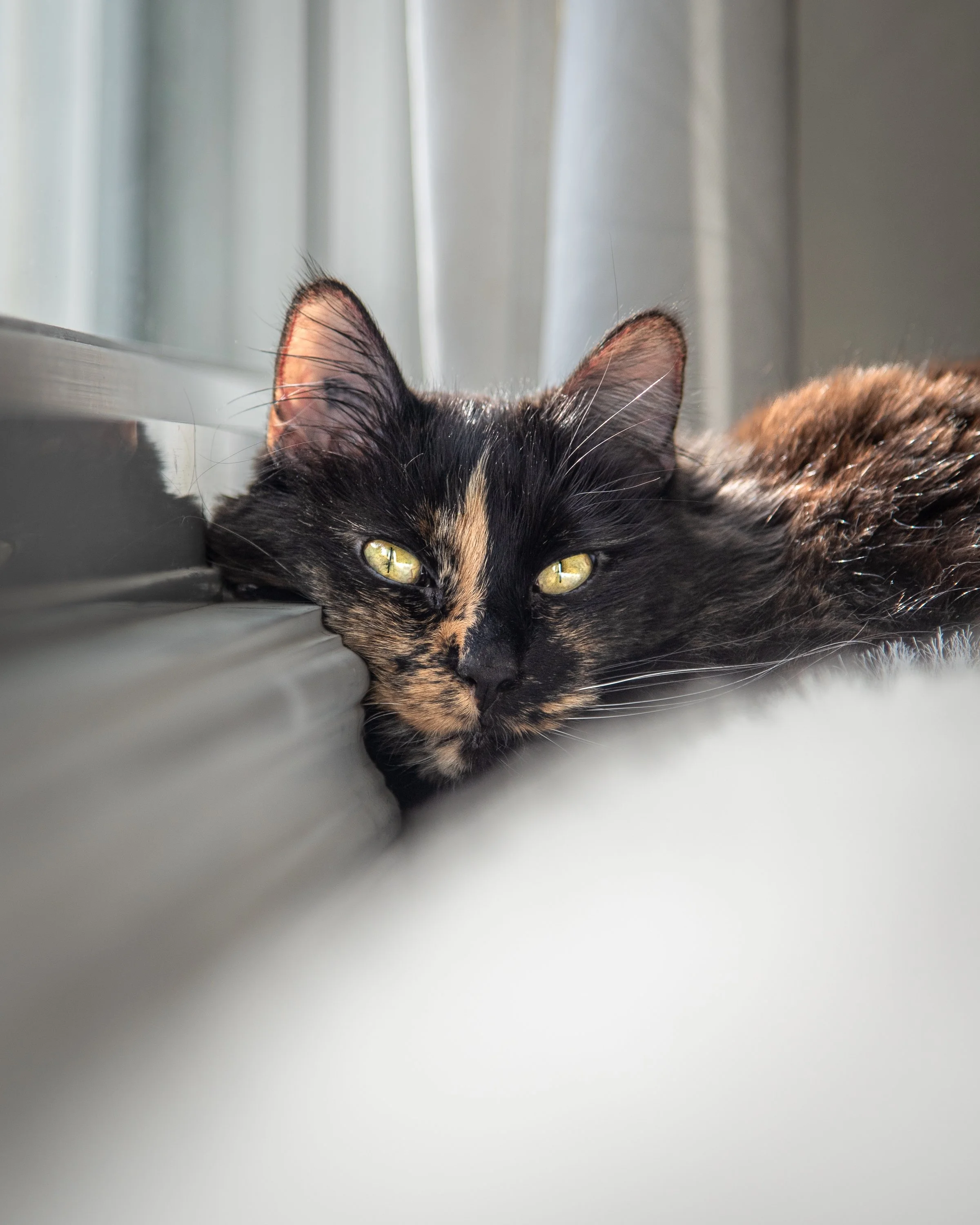 Kia_Tibby_Pet_Portfolio_2025-4.jpg
