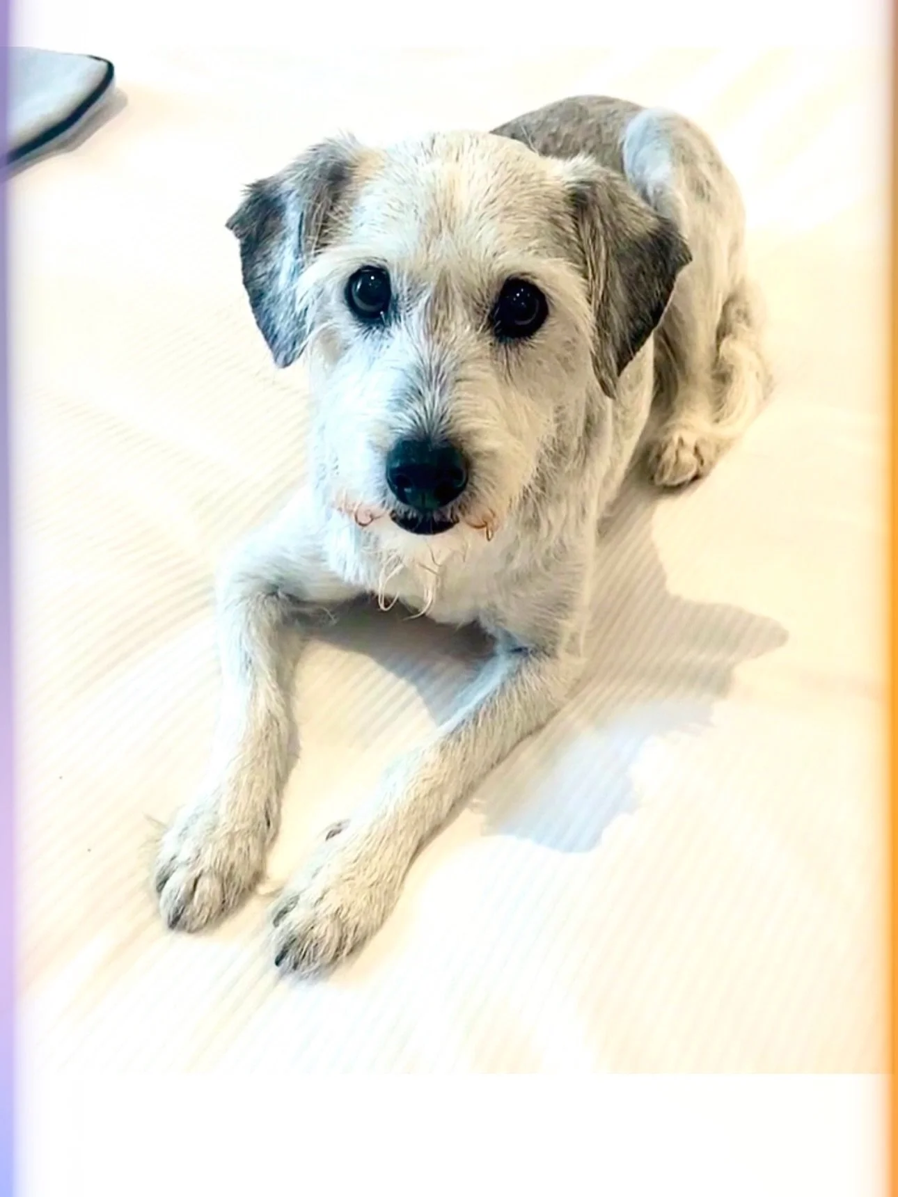 I thought I was losing Skype in July 2025.
That moment changes you.
The fear&hellip; the helplessness&hellip; the quiet panic you carry when you love something this deeply.
And I truly believe Dr. Eric is a big reason she&rsquo;s still with me today.