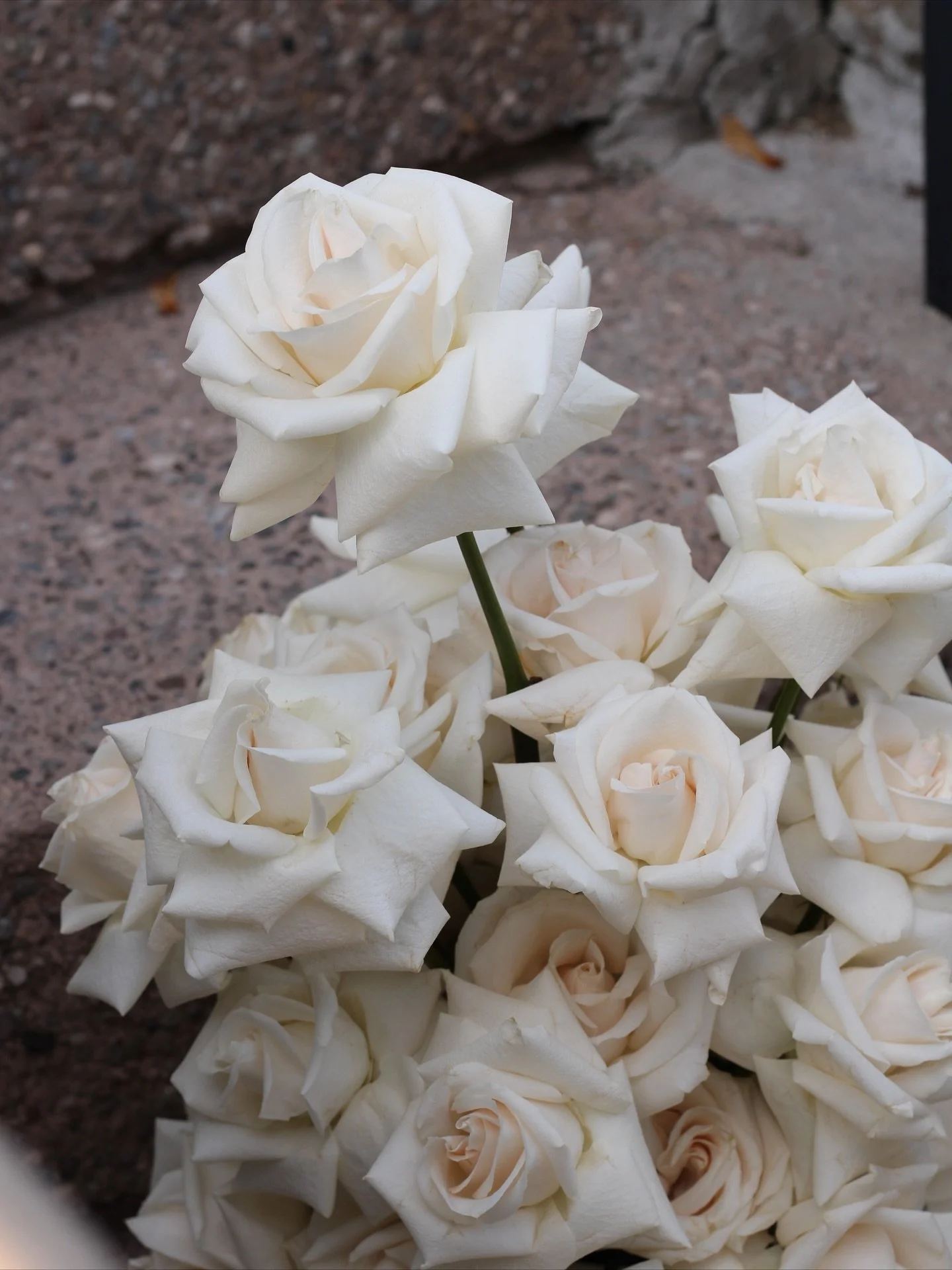 golden hour x fleur de vénus ✨