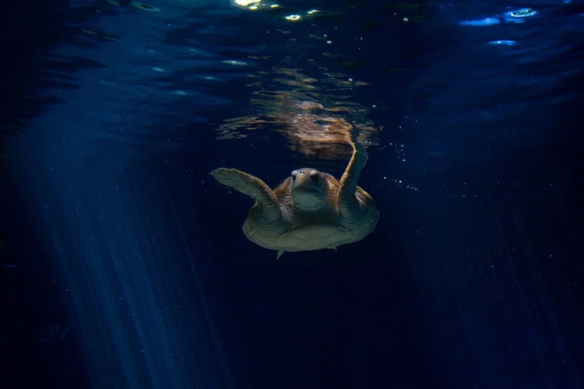 Balance Formal Symmetry .JPG