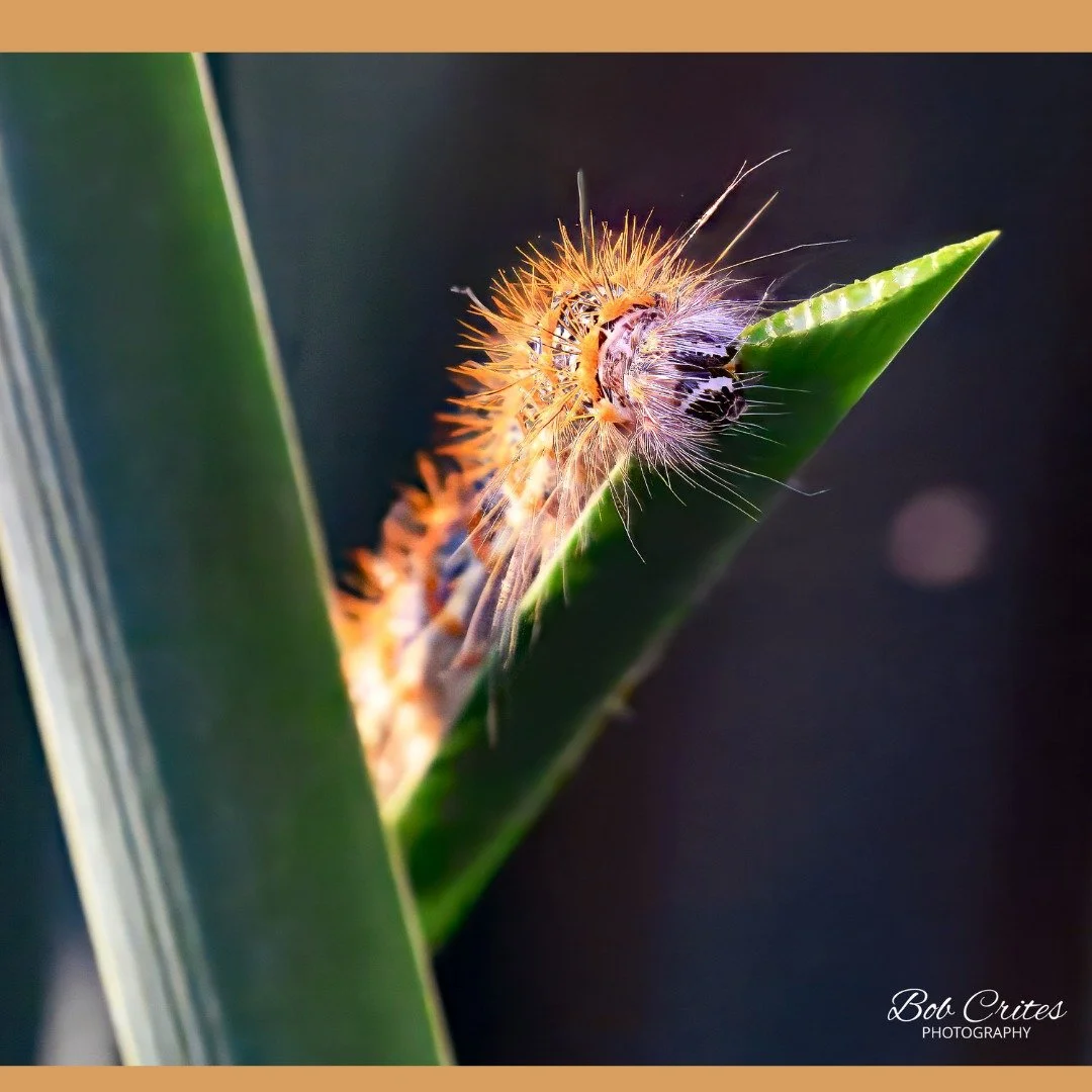 Searching for a fun activity for the family this weekend? 
Head out the Midland's urban playa and go on a sensory scavenger hunt. Whoever discovers the highest number of different species wins: whether its sighting a grasshopper, hearing a bird call