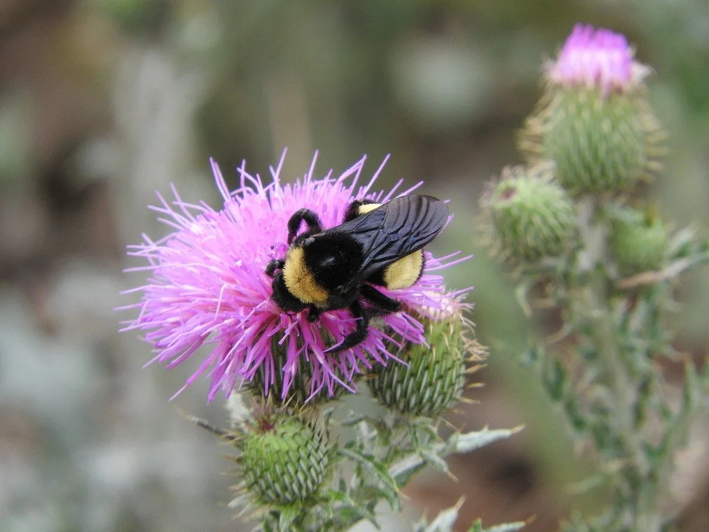 Temporary Closure-Easter Sunday