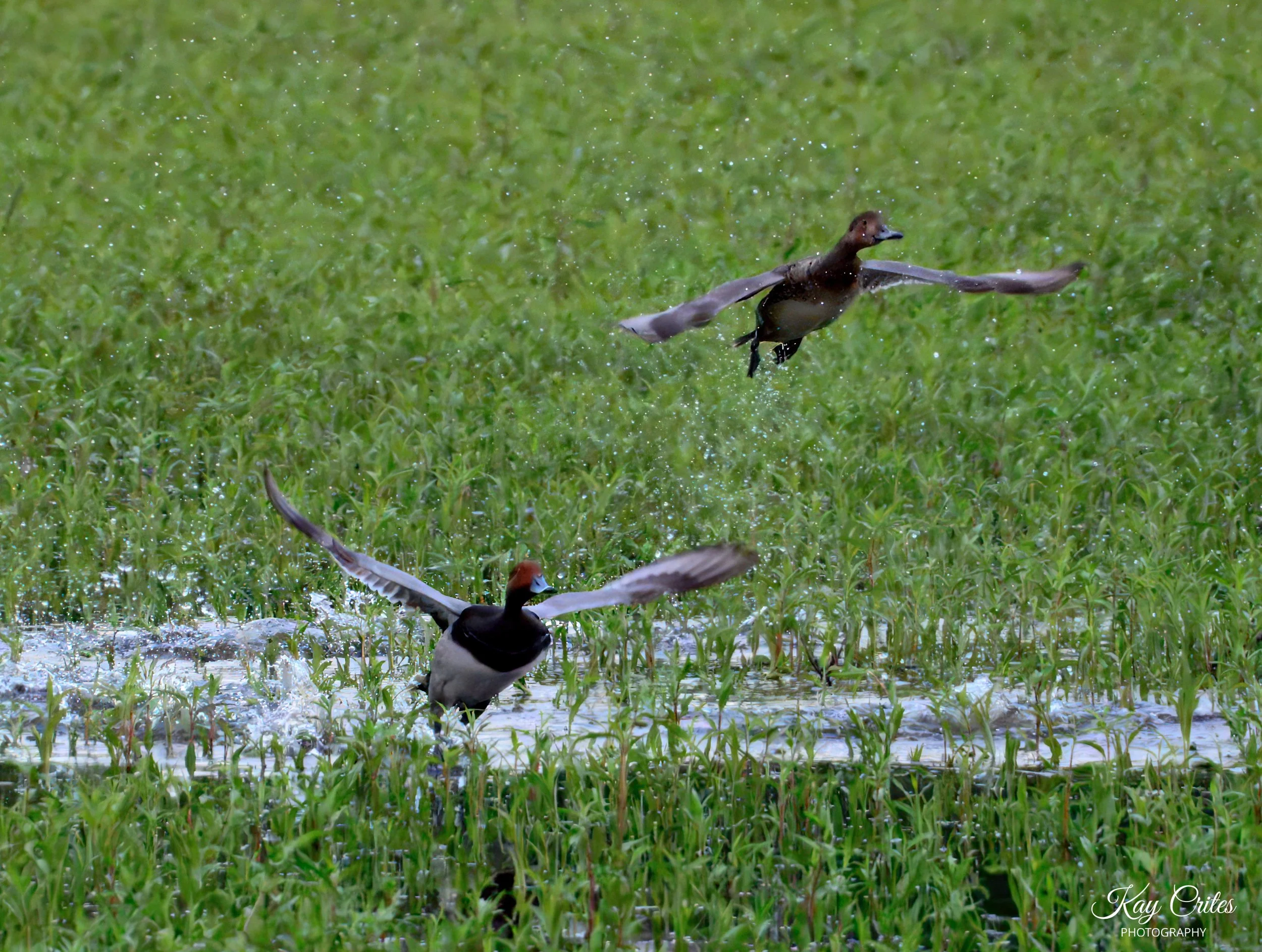2ducksflight2.jpg