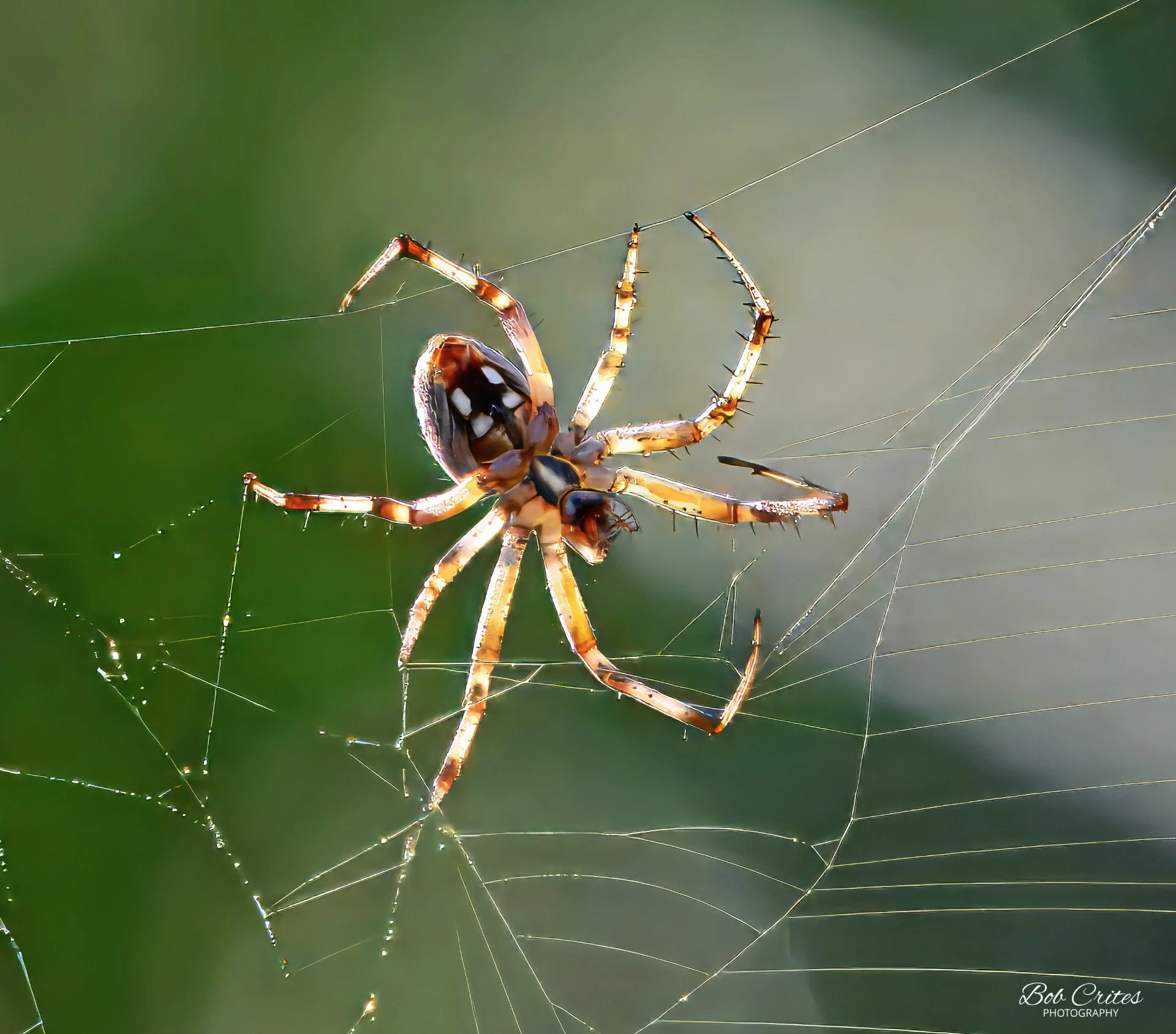 thumbnail_spider7DSC_9617-topaz-rawdenoise-denoise-sharpen-upscale-2x-crop.jpg