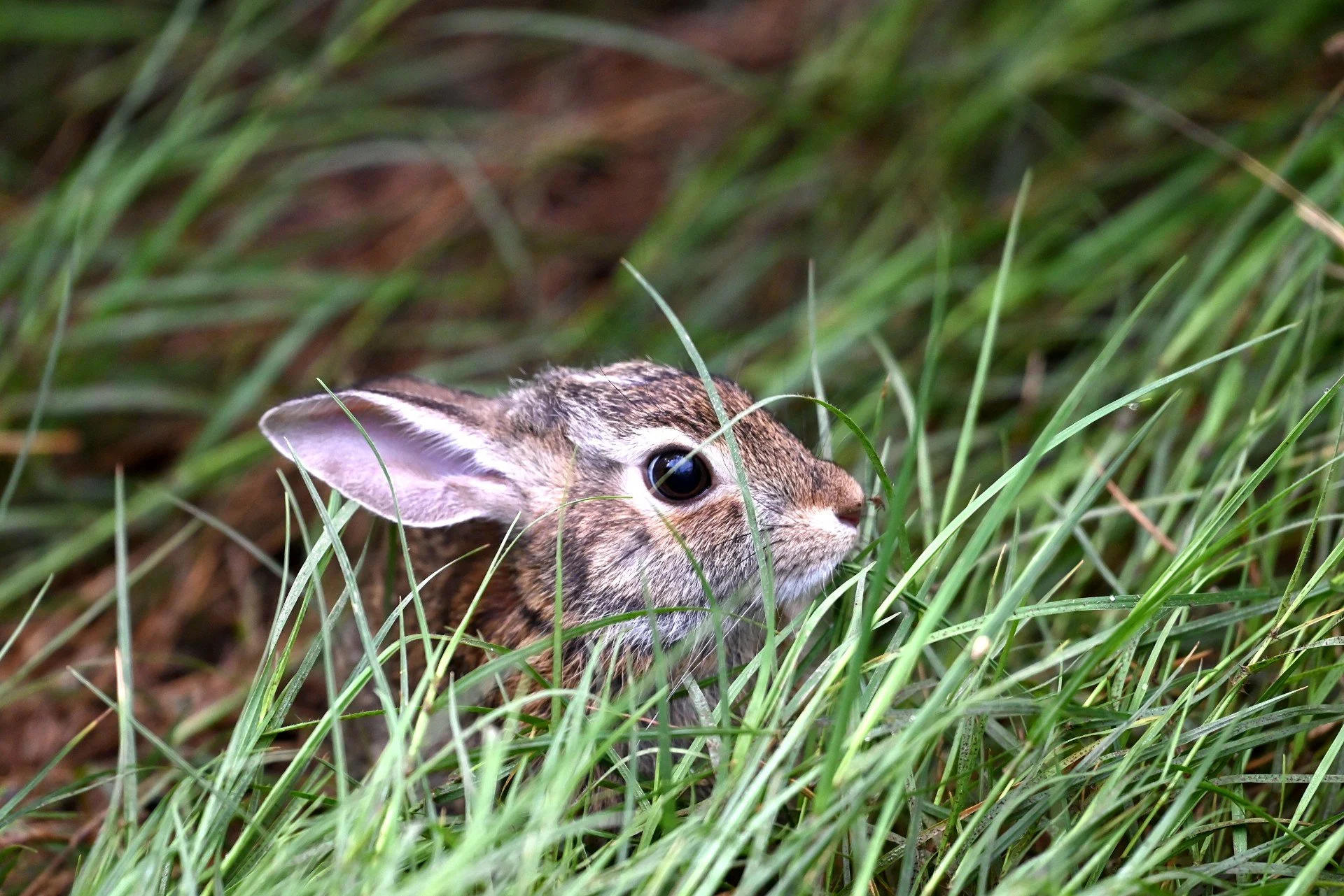 thumbnail_babybunny.jpg