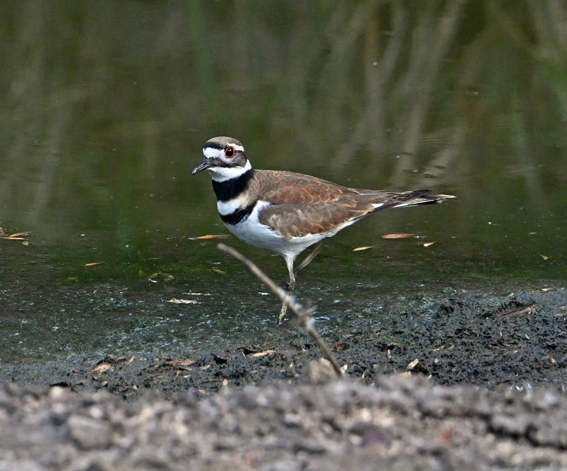 thumbnail_kildeer23 (1).jpg