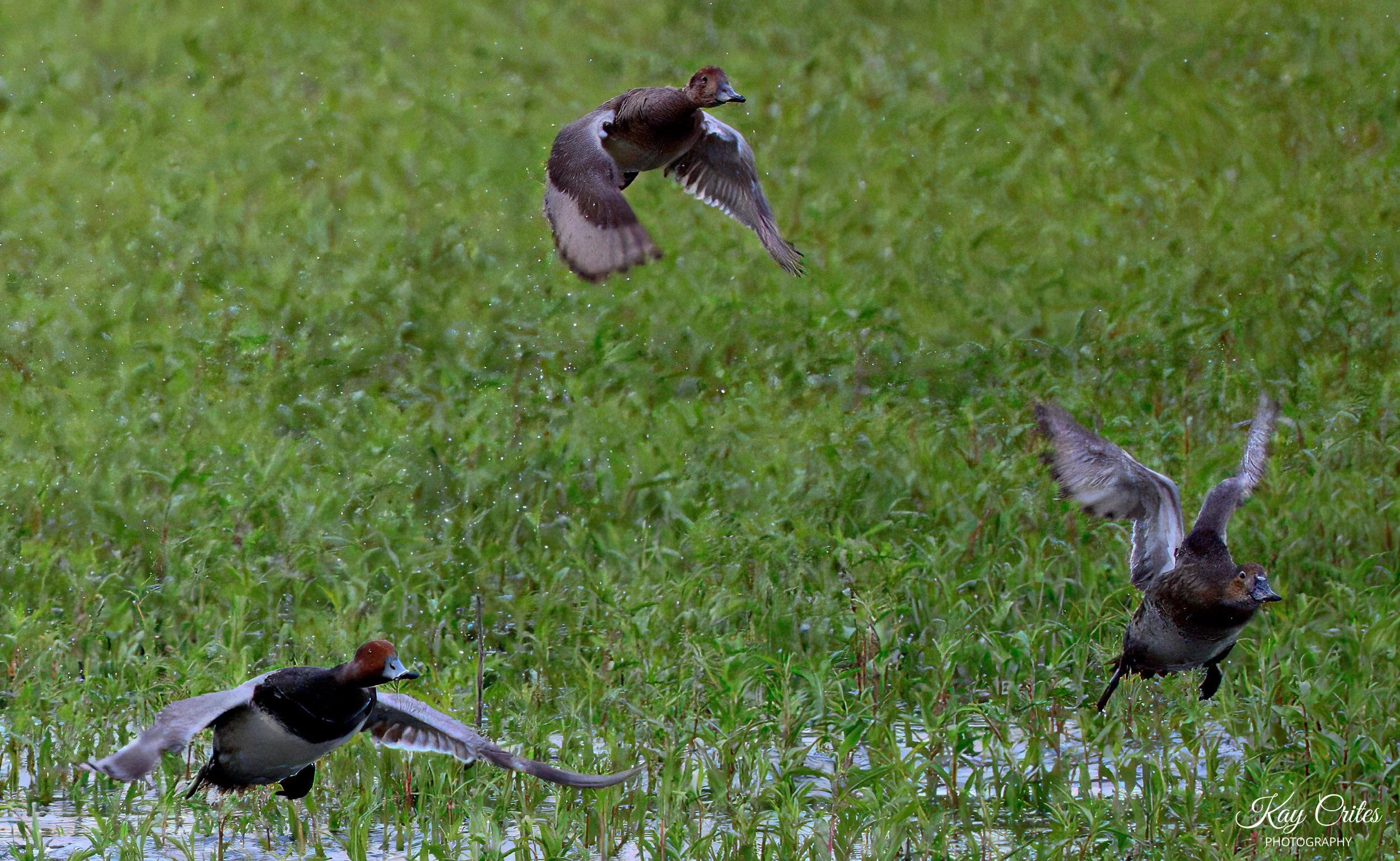 2ducksflight3.jpg