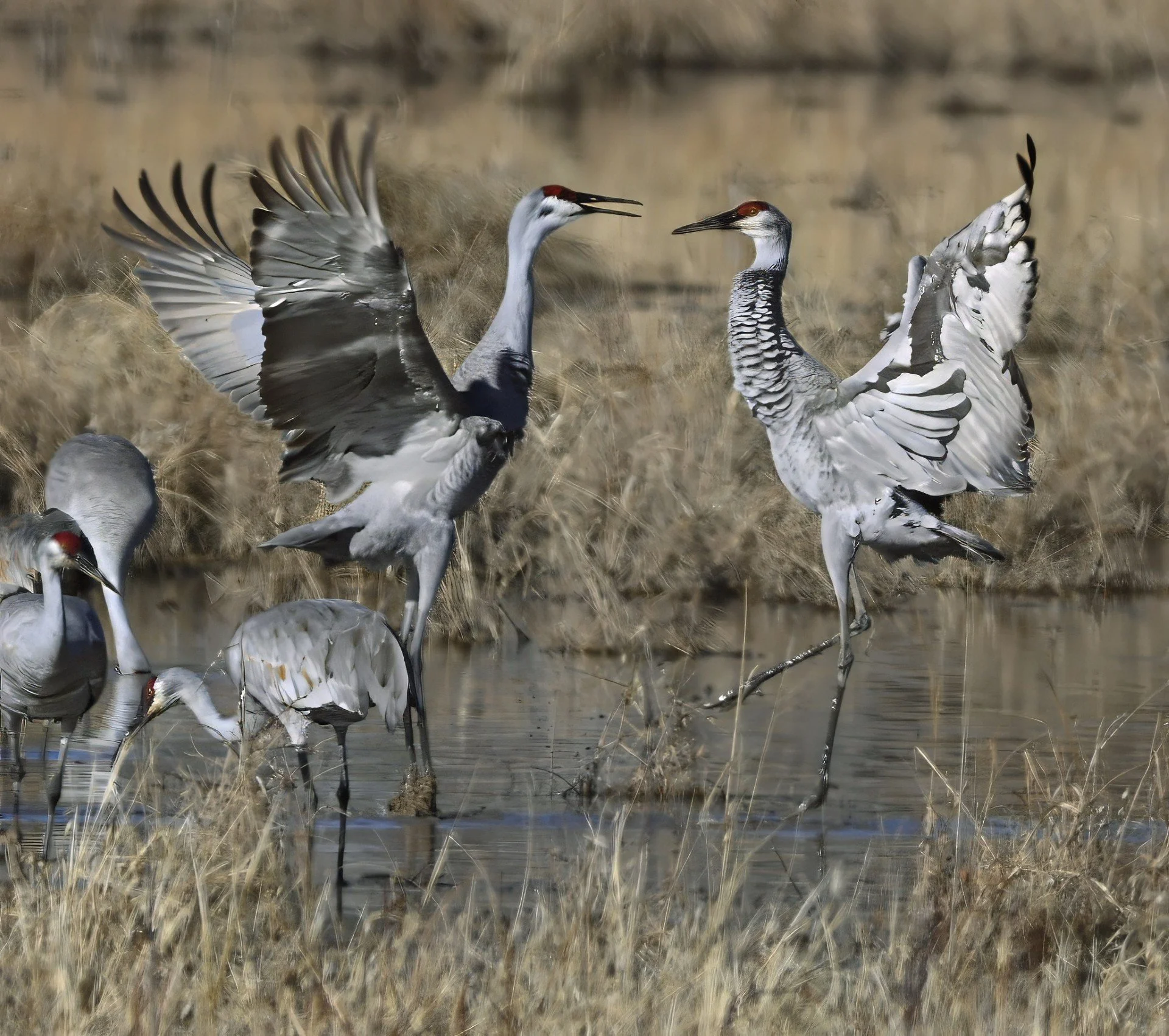 thumbnail_dancingcranes_DSC4933-topaz-denoise-sharpen-lighting.jpg