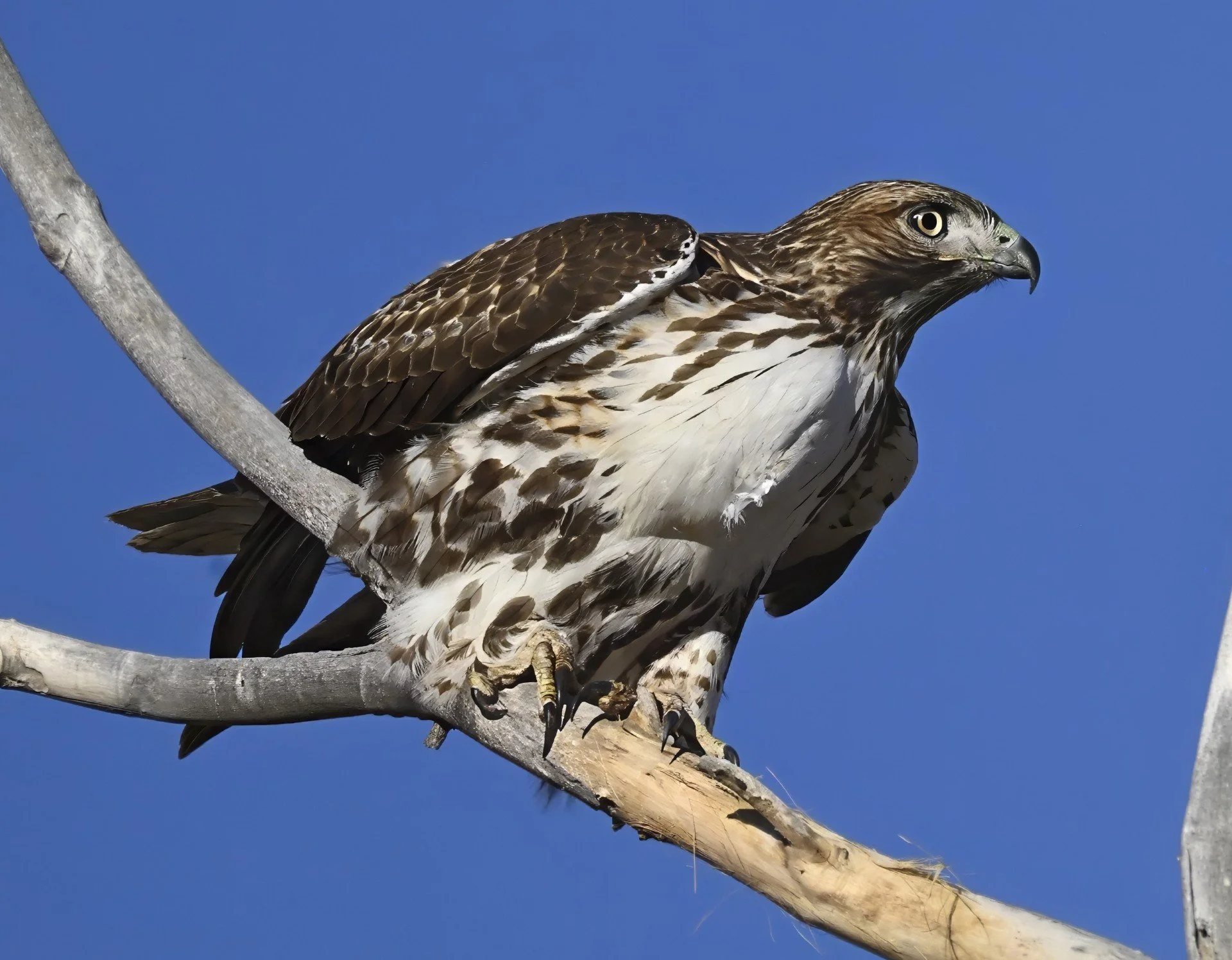 thumbnail_Hawk1_DSC5437-topaz-sharpen-denoise.jpg