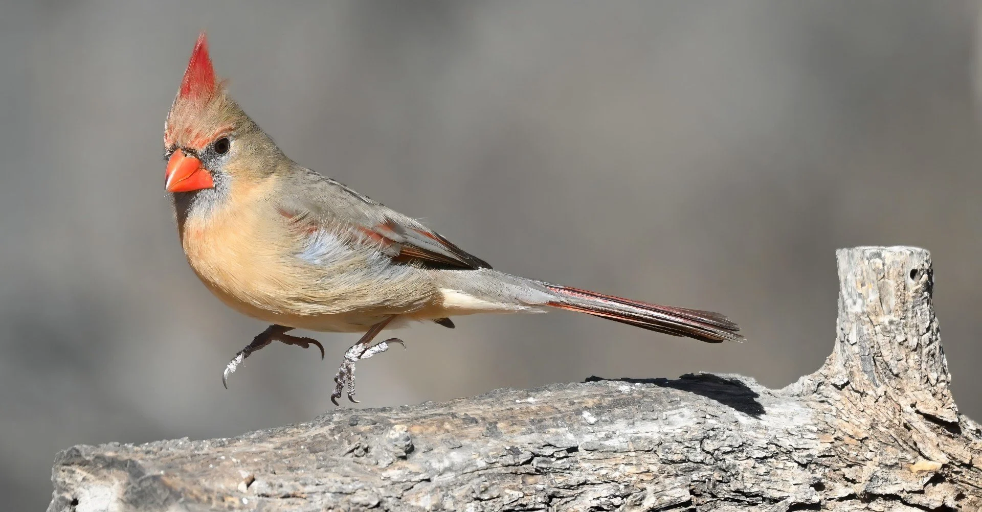 thumbnail_cardinal jumpingDSC_1476-topaz-denoise-sharpen-color.jpg