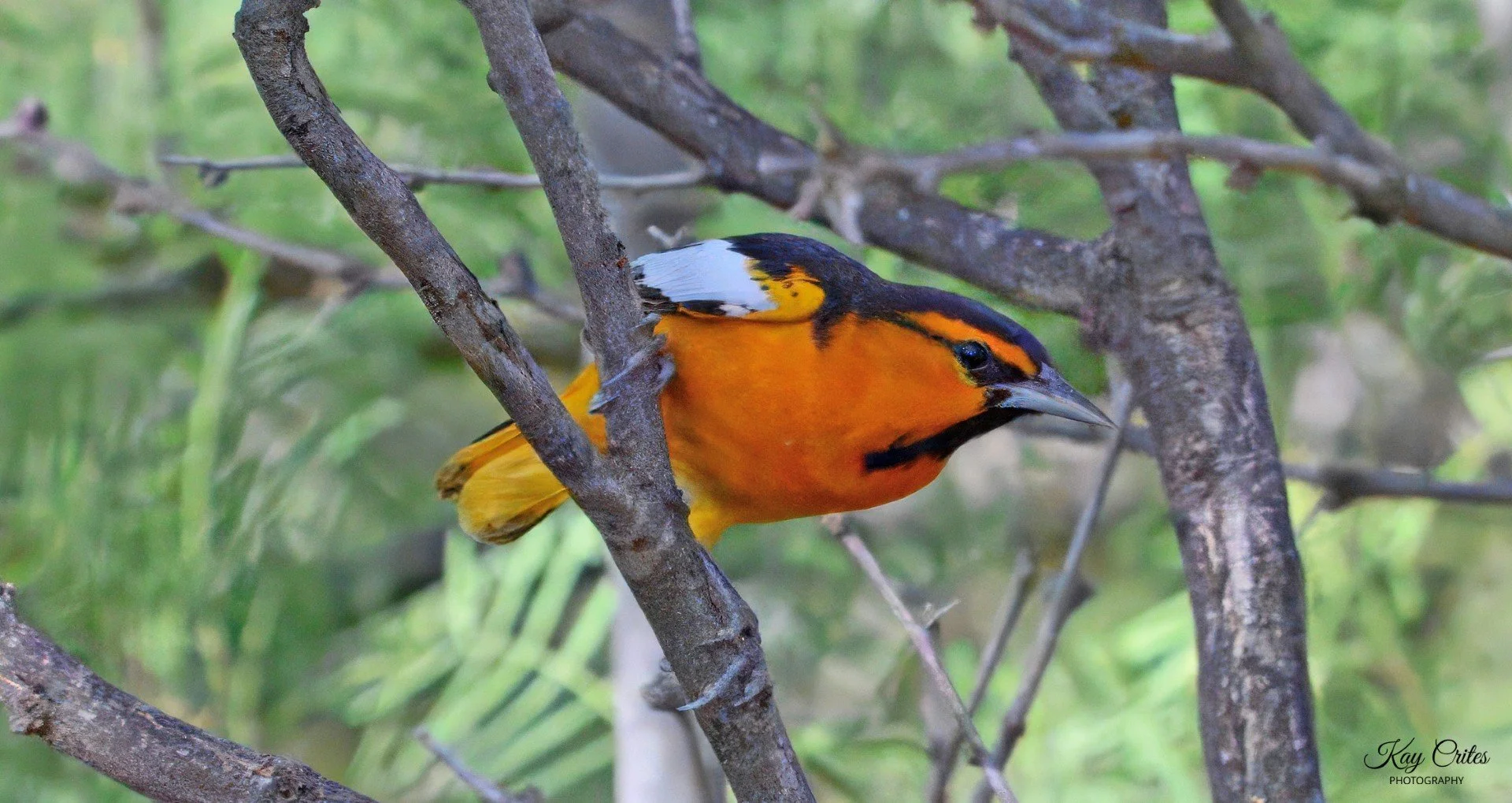 thumbnail_oriole 2.jpg
