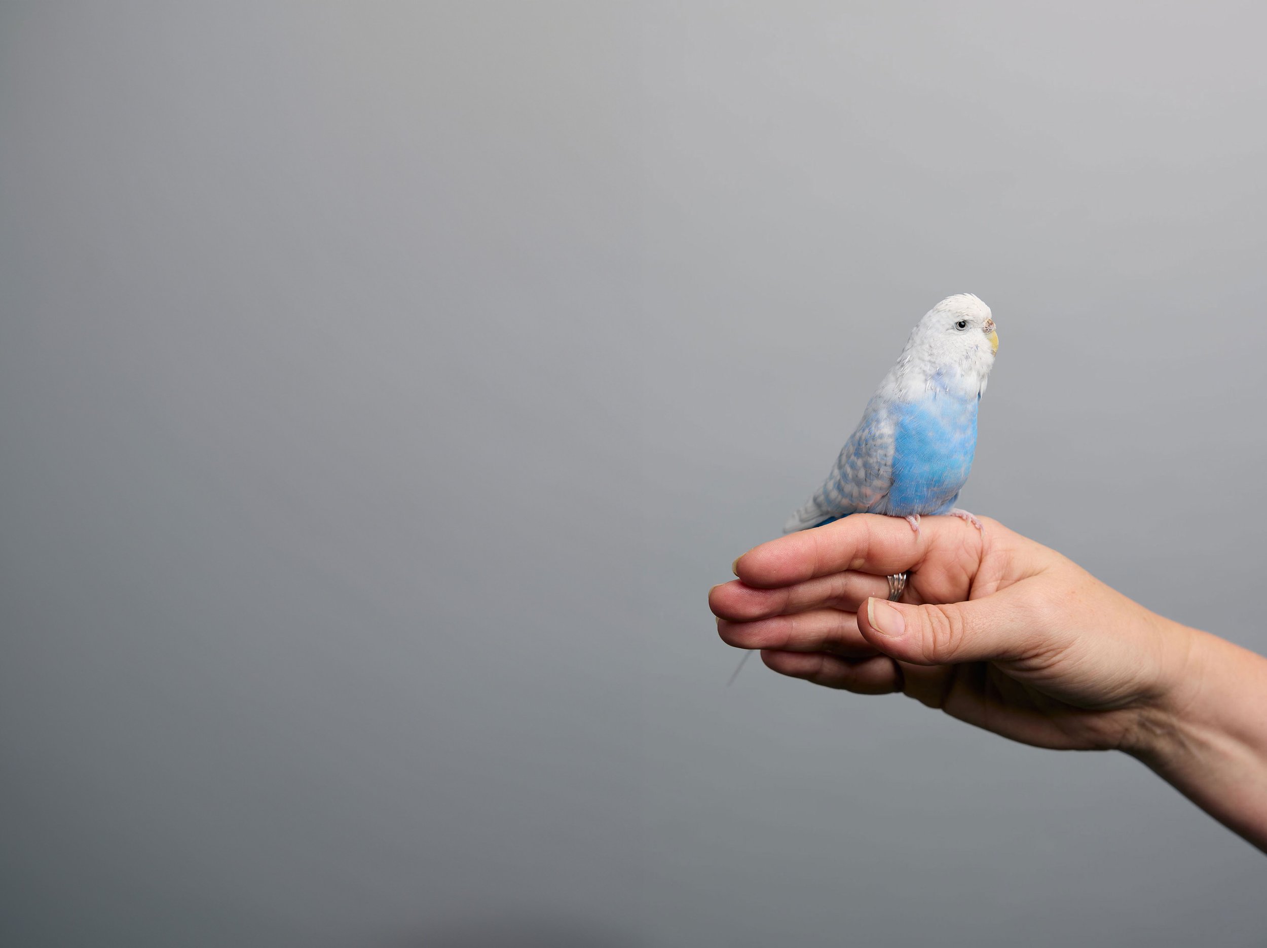 Snowball the Budgie bird is Moss Nonprofit Accounting's office mascot