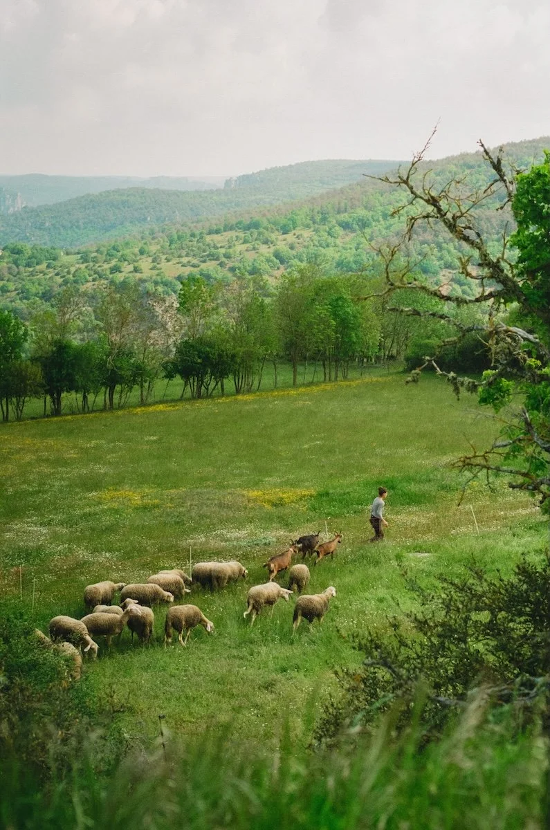 Pâturage au Gaec des Truels
