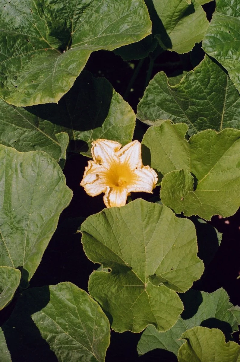 Fleur de courge