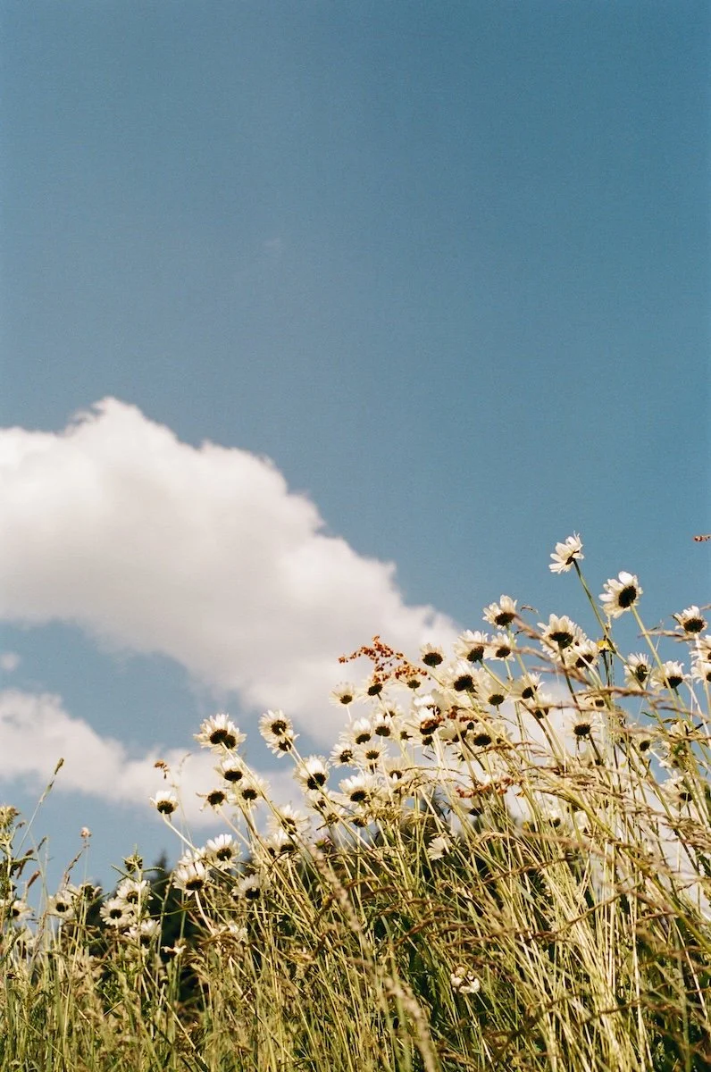 Les marguerites d'Auvergne