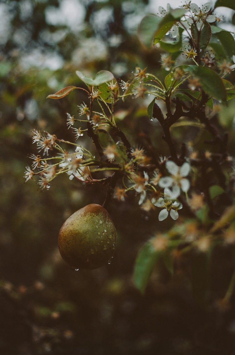 Poirier en fleurs et fruit