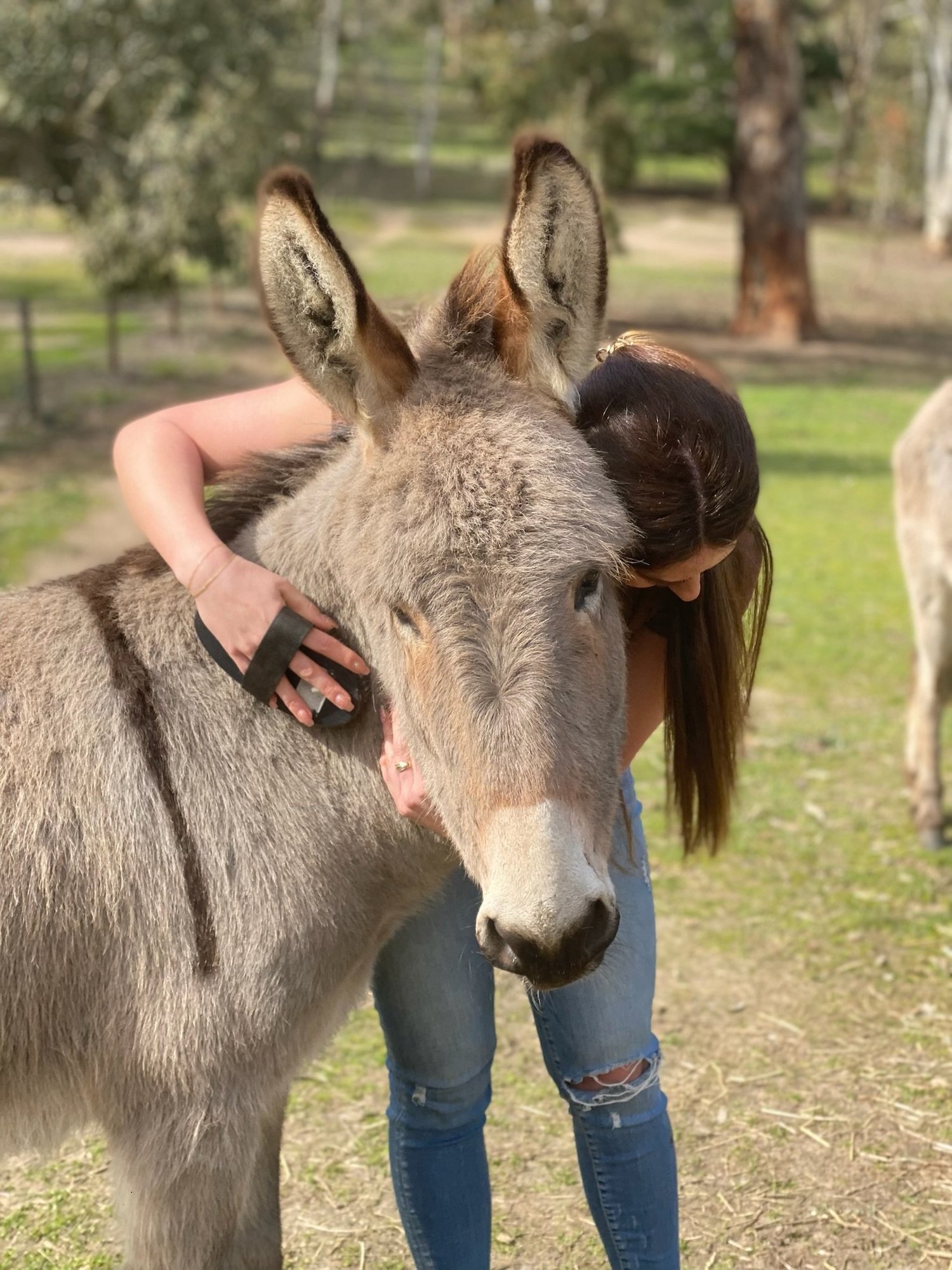 About — DonkeyDiscovery