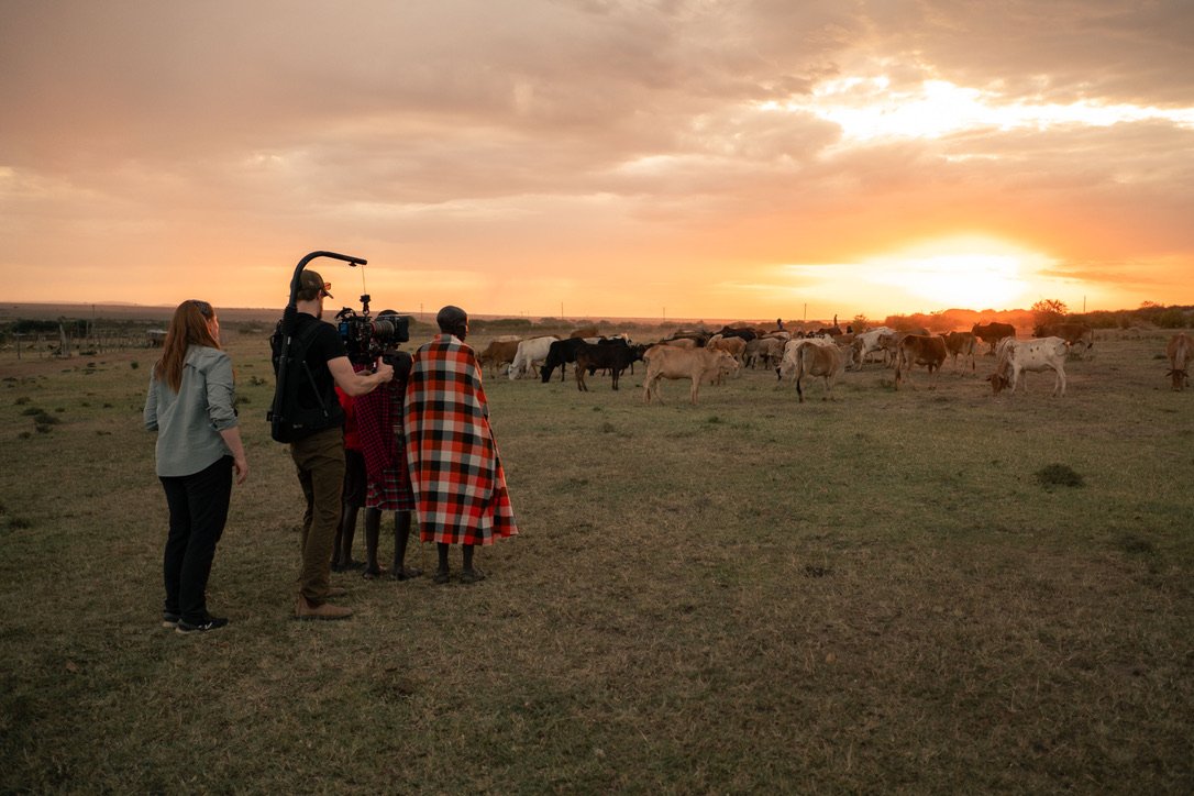 Filmmakers filming a herd of cattle at sunset on open grassland.