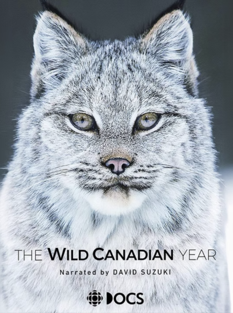 Close-up of a wild Canadian lynx with gray fur and piercing yellow eyes, with text promoting a documentary featuring narration by David Suzuki.