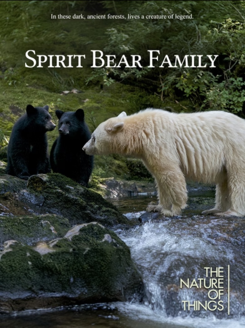 Three bears, two black and one white, standing on rocks in a forest stream, with trees and greenery in the background, part of a documentary titled 'Spirit Bear Family' from 'The Nature of Things.'