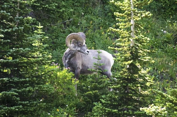 Tenant Spotlight: Rocky Mountain Wild