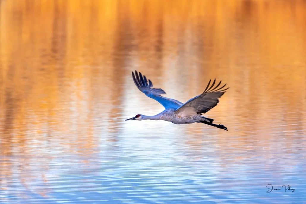 Nature And Wildlife Photography With Jeanne Poling