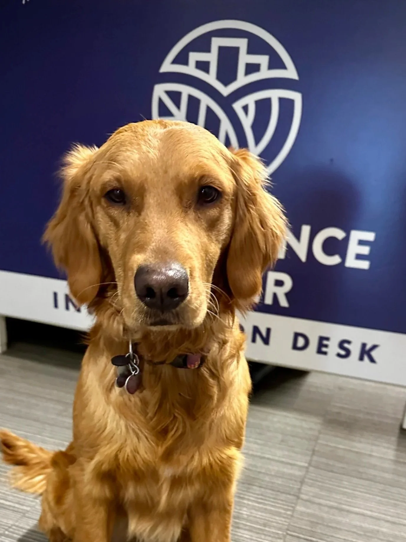 Golden retriever dog sitting in front of a blue sign with white logo and text.
