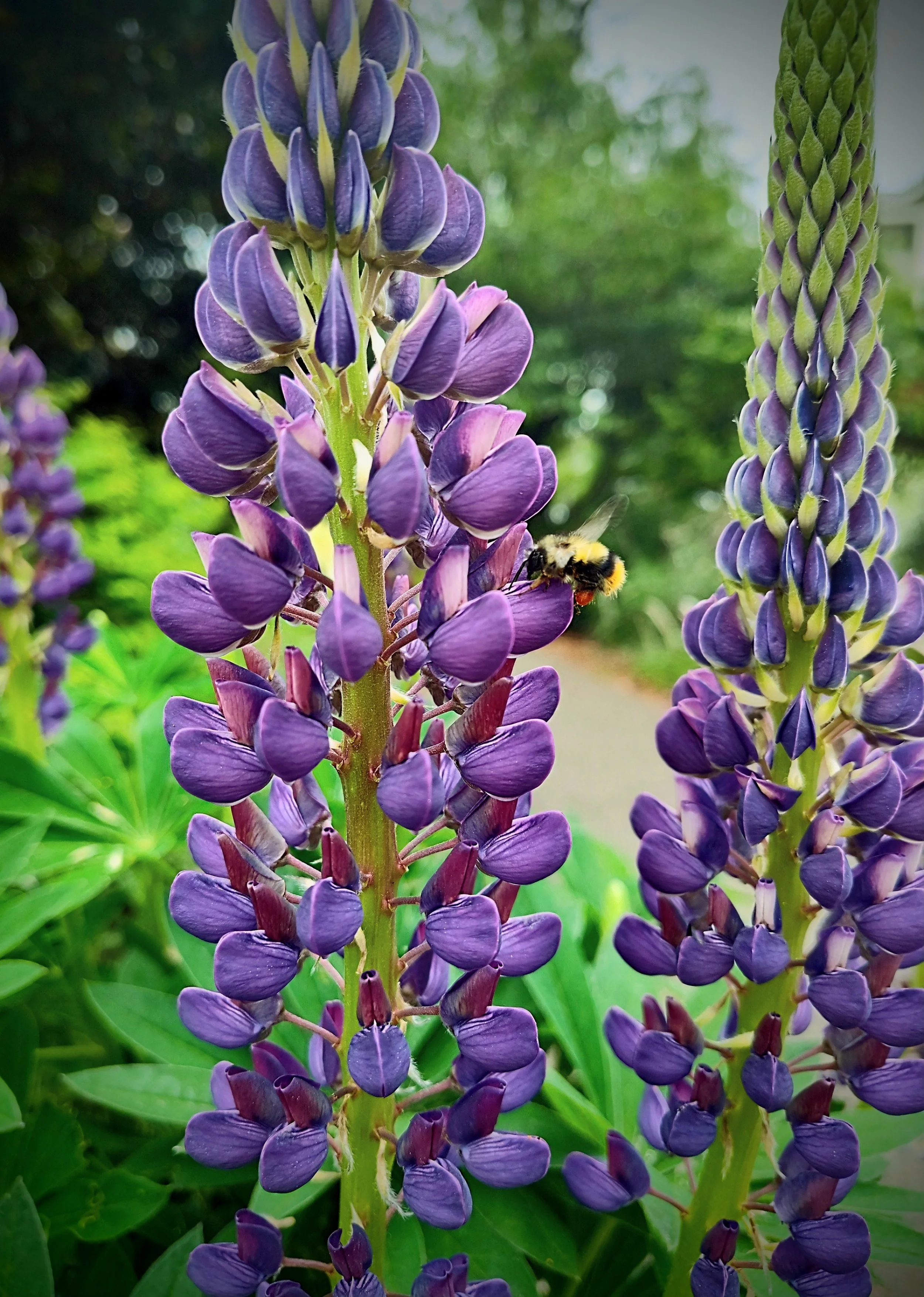 Close-up of purple lupine flowers with a bee collecting nectar.