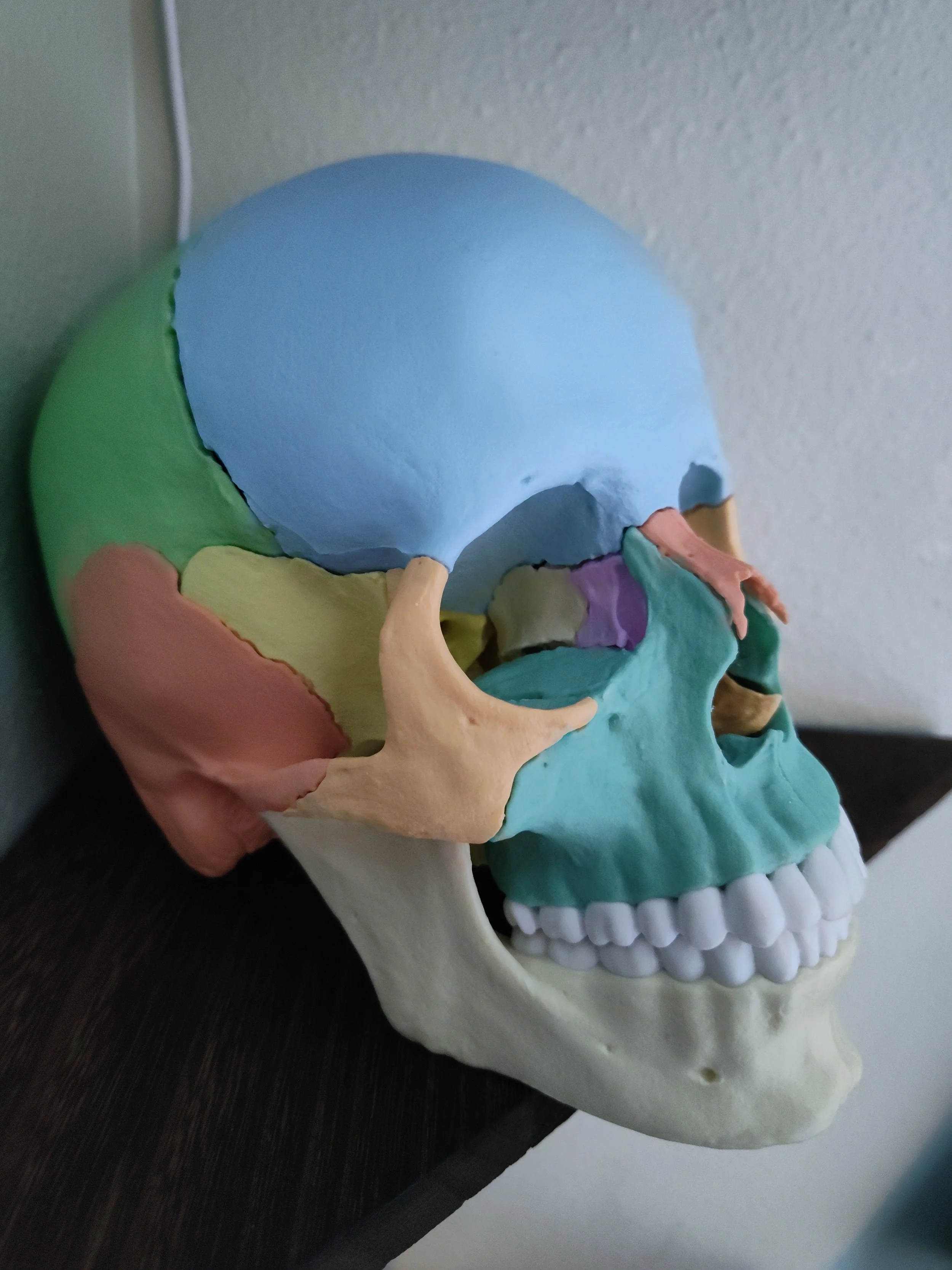 A colorful human skull model with the top painted blue, and the facial bones in shades of green, yellow, pink, purple, and teal, resting on a dark surface against a light-colored wall.