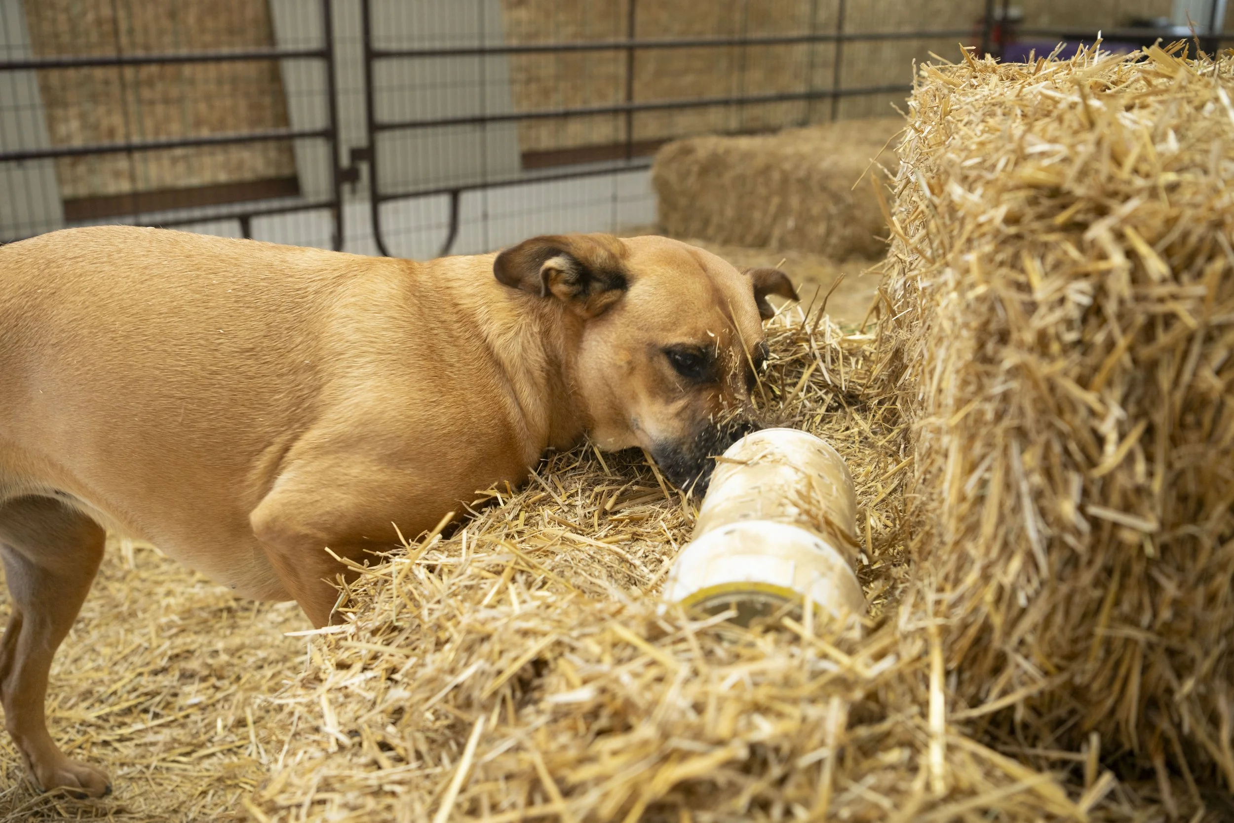 Spring Fling! Barn Hunt Trials and AKC Fast CAT