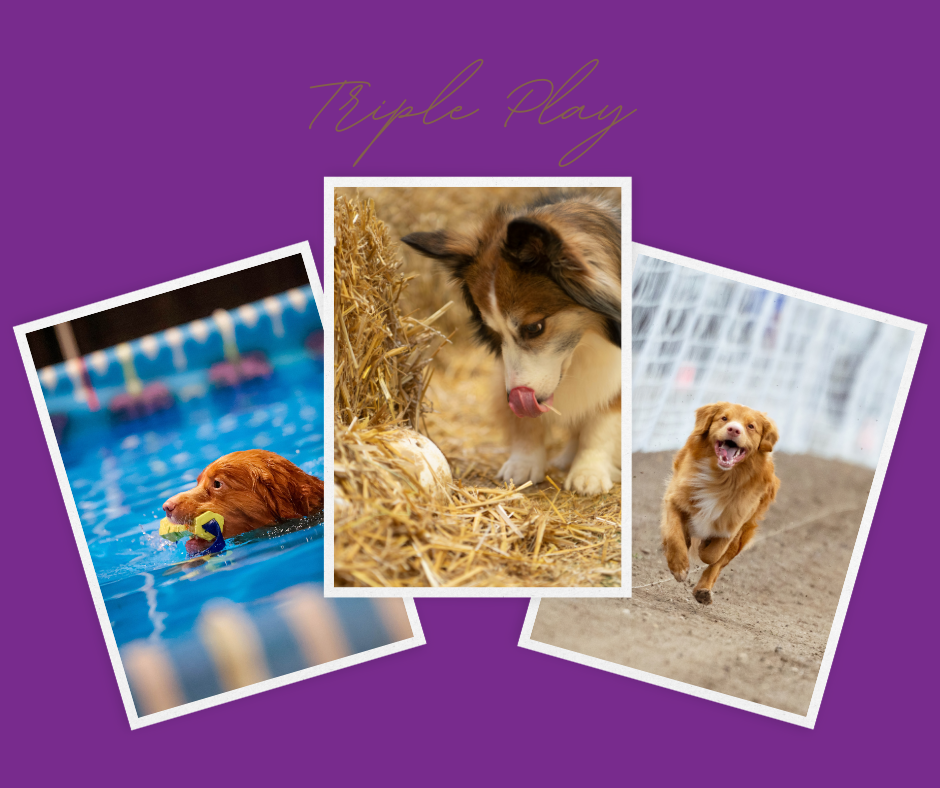 Triple Play Weekend! NADD Dock Diving, Barn Hunt, and Fast CAT!