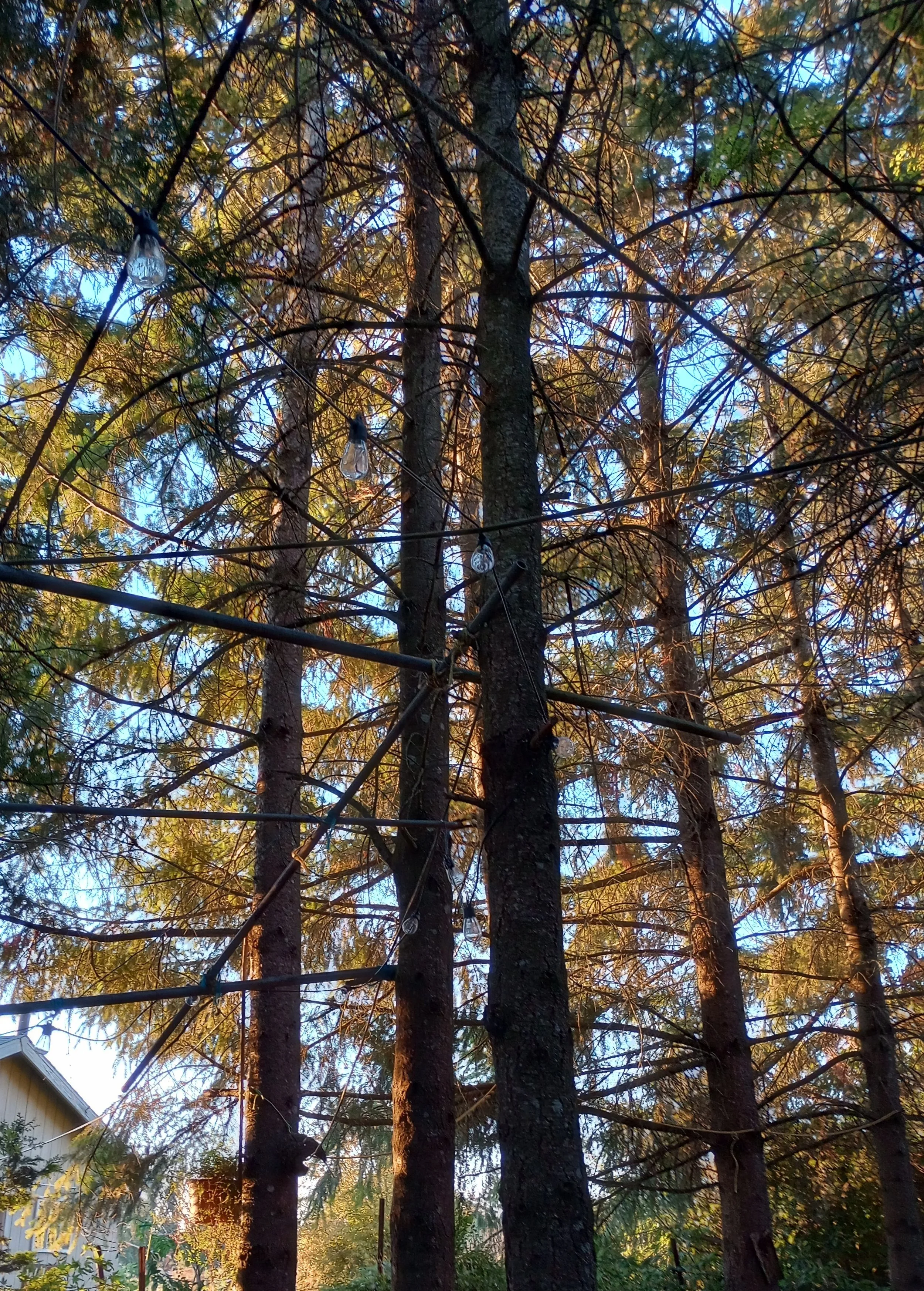 Tree branches with string lights hanging among the trees.