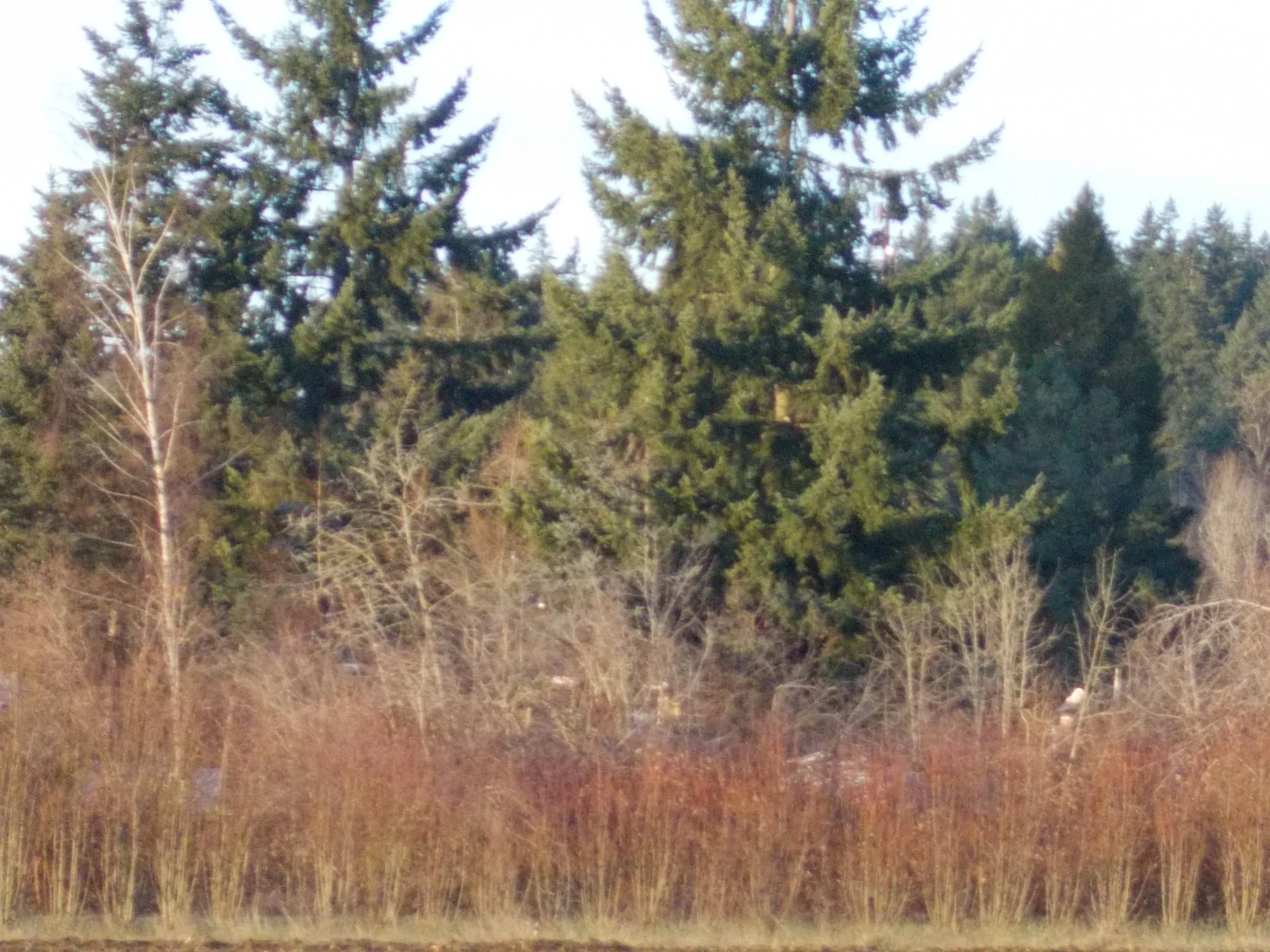 A wooded area with tall evergreen trees, some bare deciduous trees, and brown grass or shrubs in the foreground.
