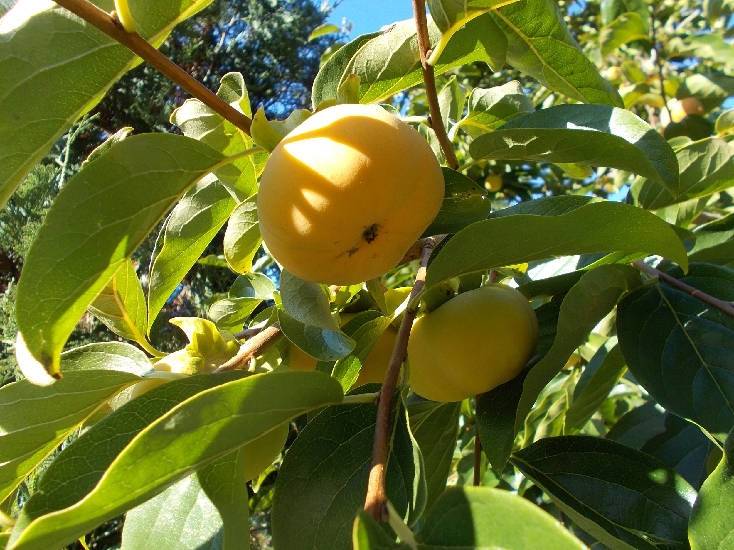 Two yellow fruit hanging on a tree among green leaves.