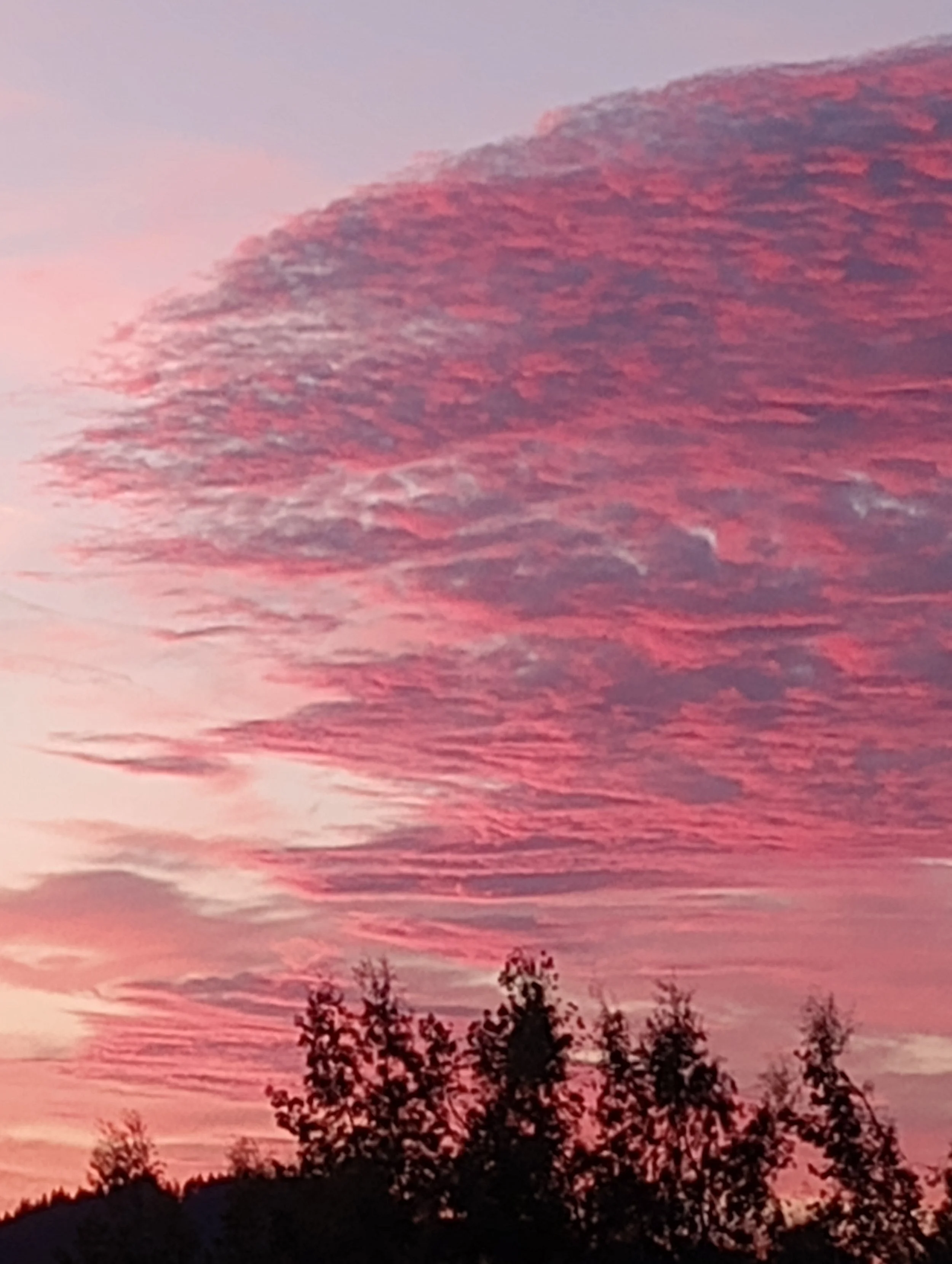 Pink and purple sunset sky with clouds over a silhouette of trees.