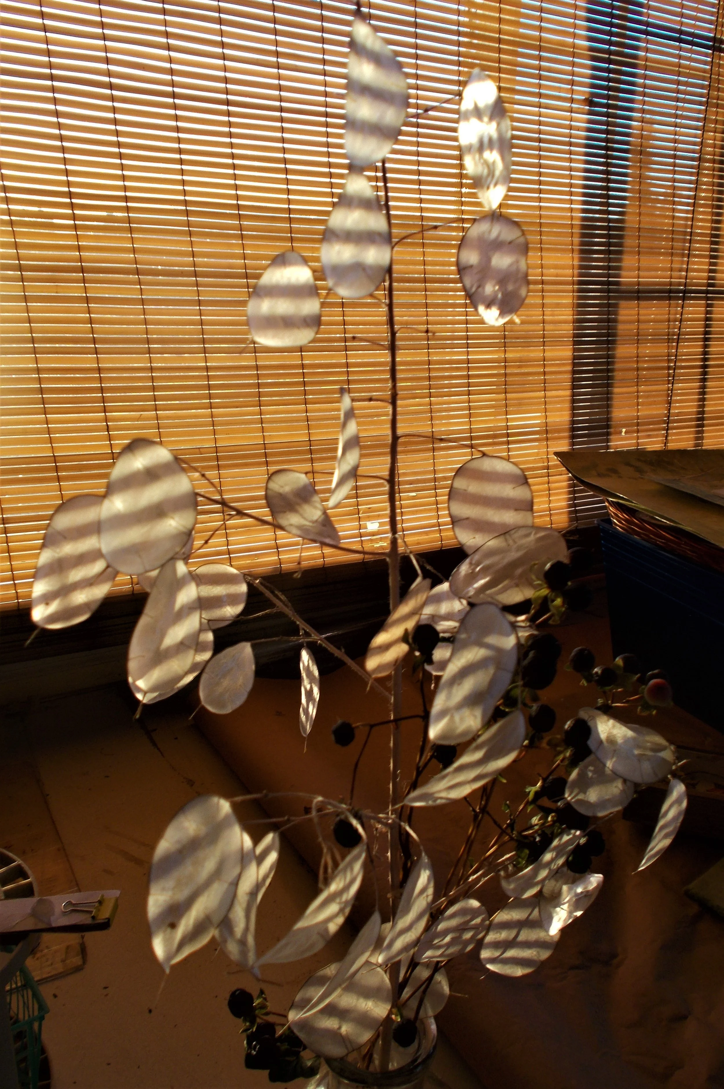 A plant inside a jar with round, translucent leaves that cast striped shadows in front of a bamboo blind during sunlight.