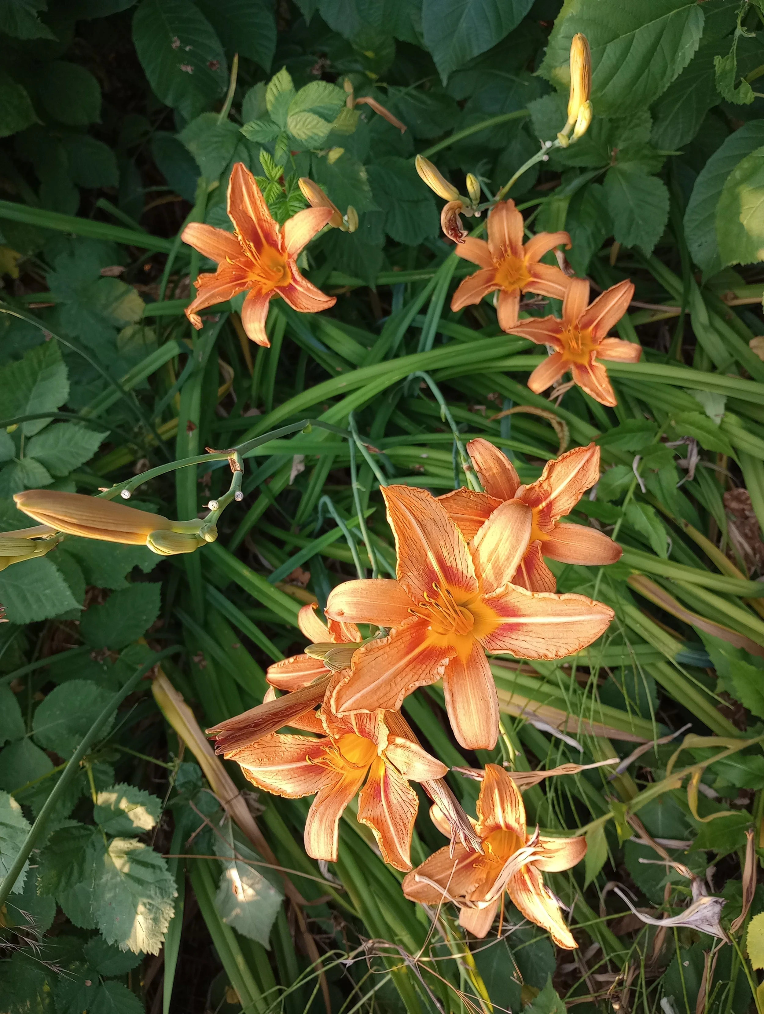 Orange daylilies blooming among green foliage and long green leaves.