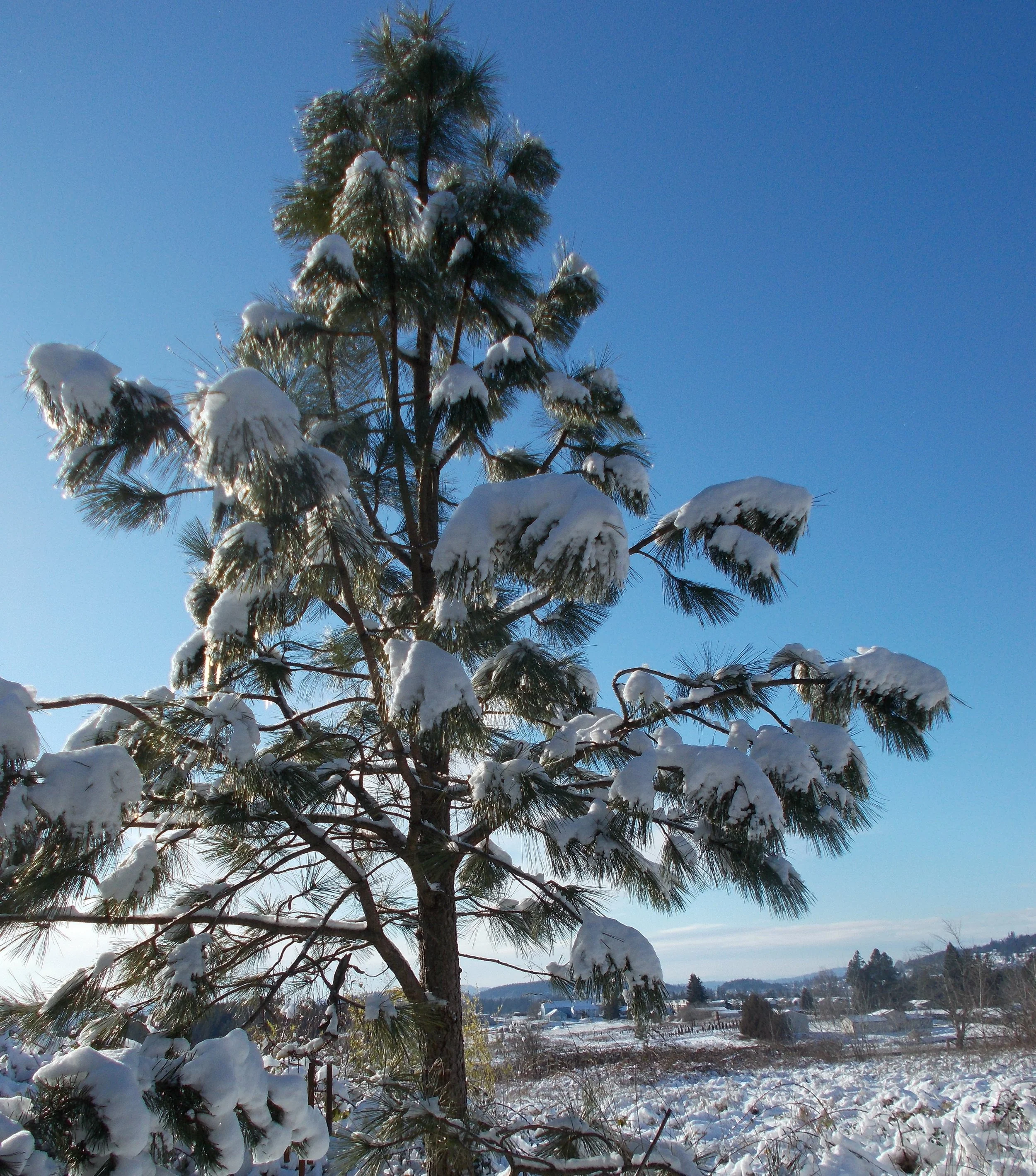 A pine tree covered with snow stands against a clear blue sky in a snowy landscape.