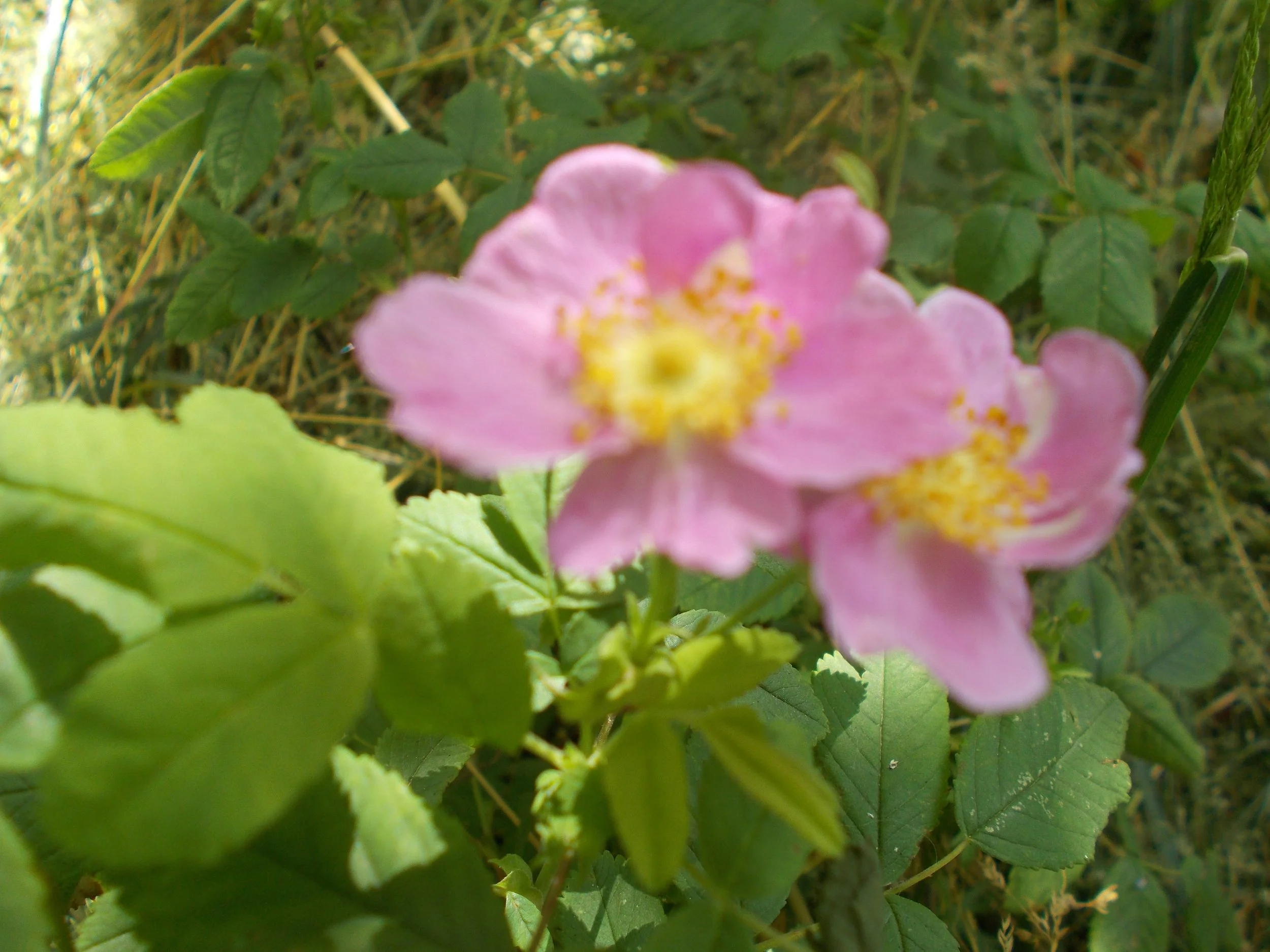 Blurred pink flower with yellow center surrounded by green leaves.