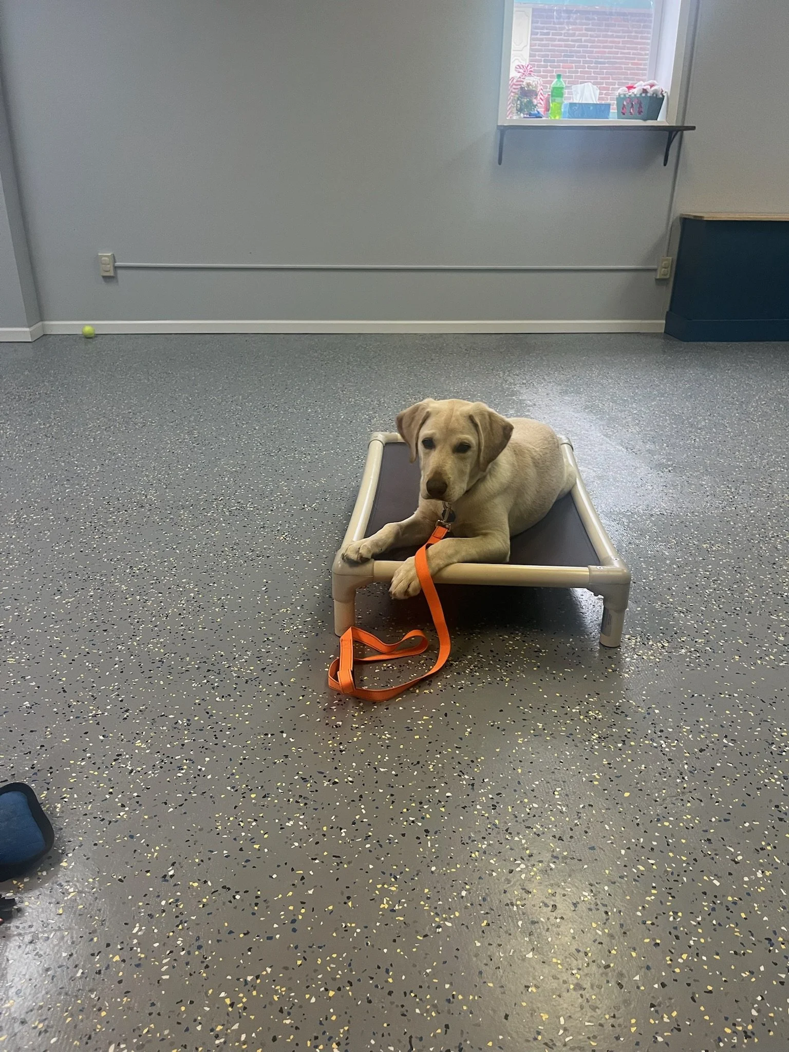 A person and a black-and-white dog standing on a grassy field near trees, with the person wearing a cap and casual clothing, sunlight streaming through the trees.