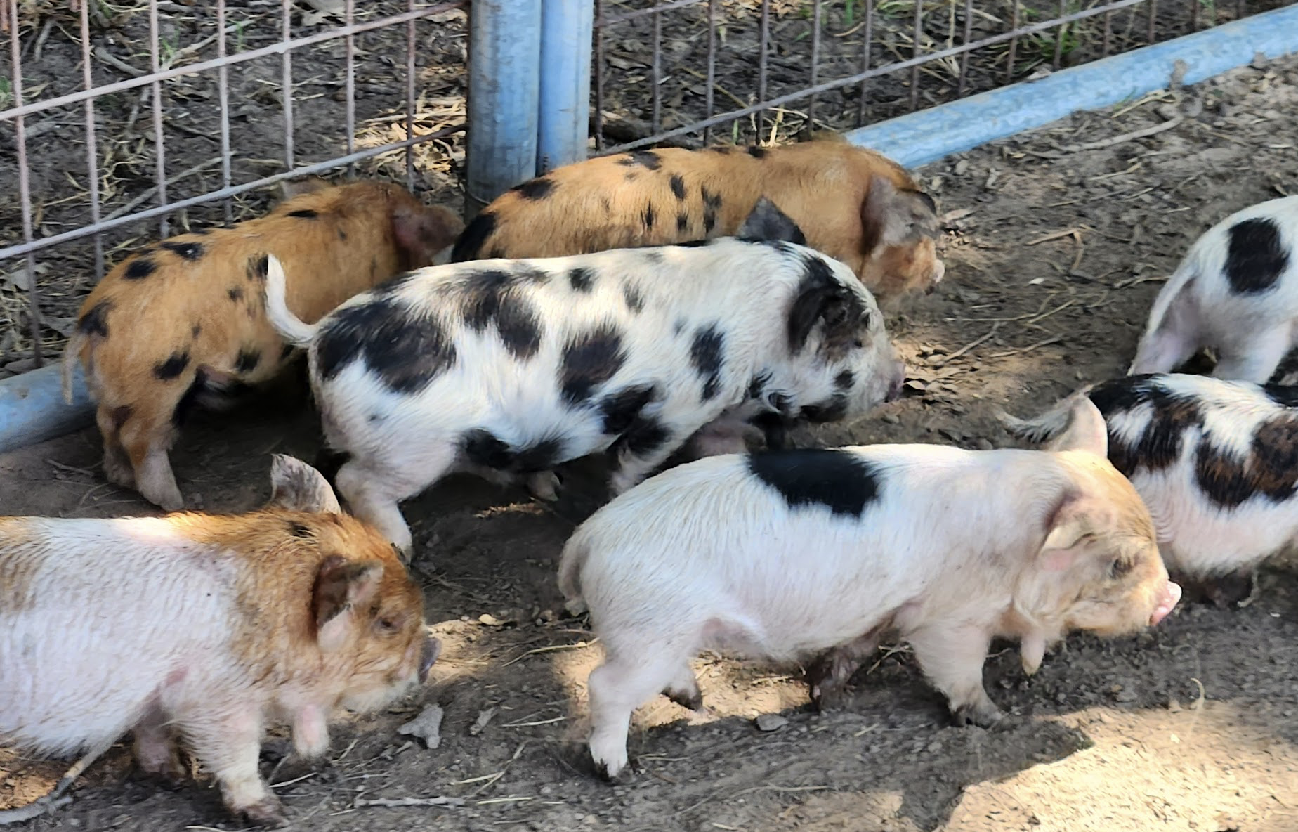 Screenshot 2025-09-07 at 8.30.01 PM.png