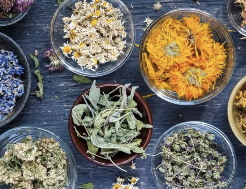Favorite Medicinal Herbs from the Homestead (Part 2)