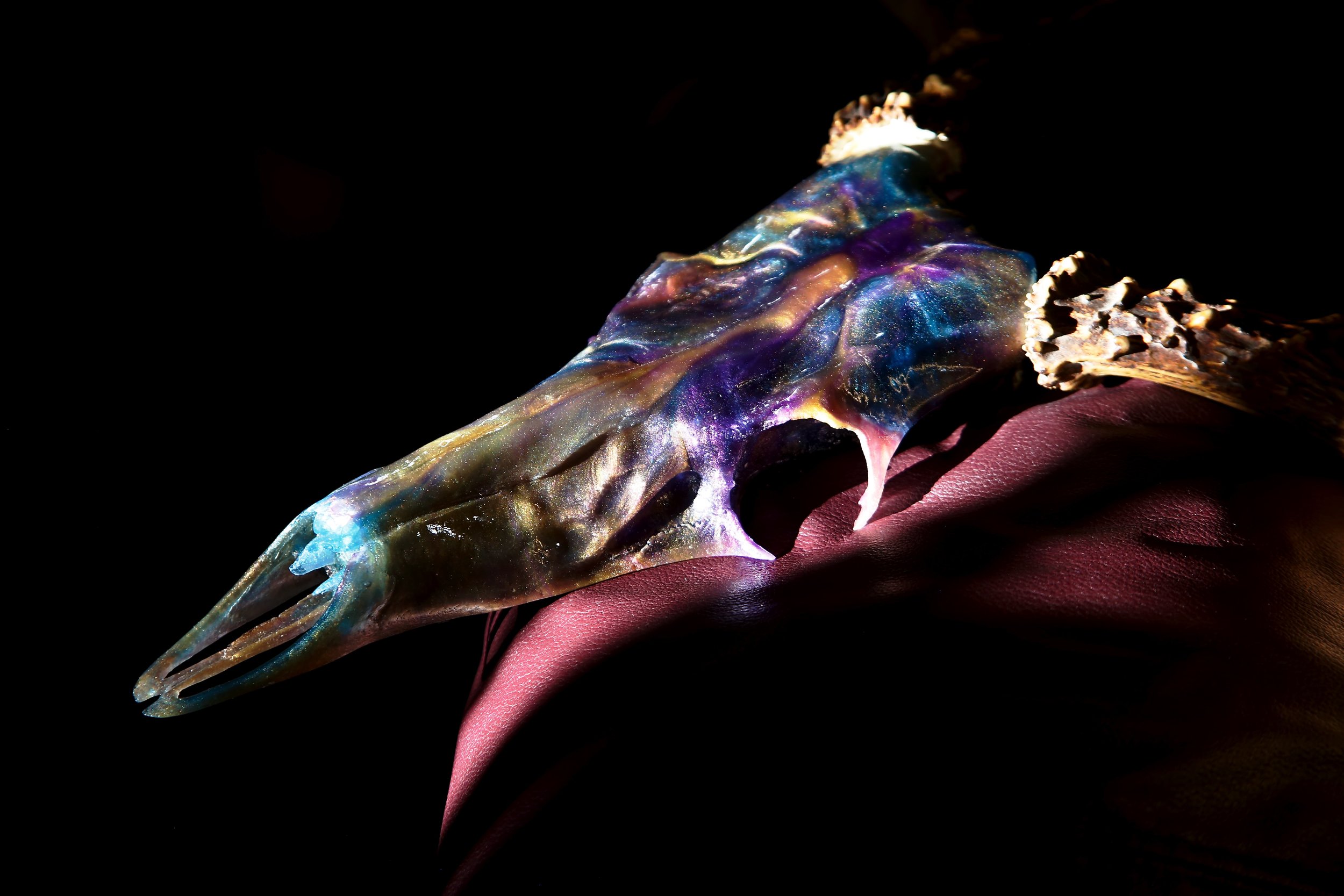 WHITETAIL RISING // ANTLER DISPLAY // ACID