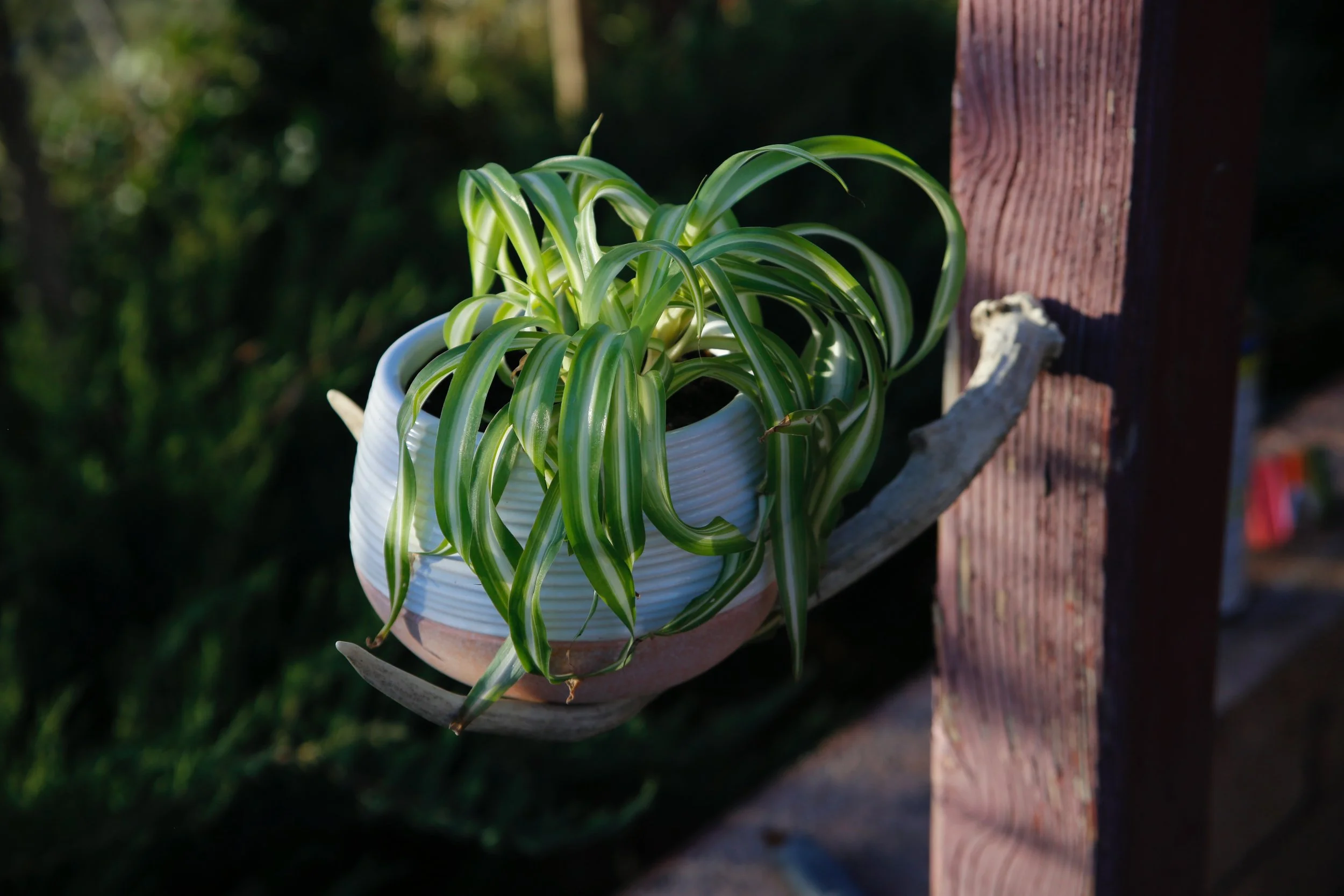 _MG_9016.jpeg (Copy)