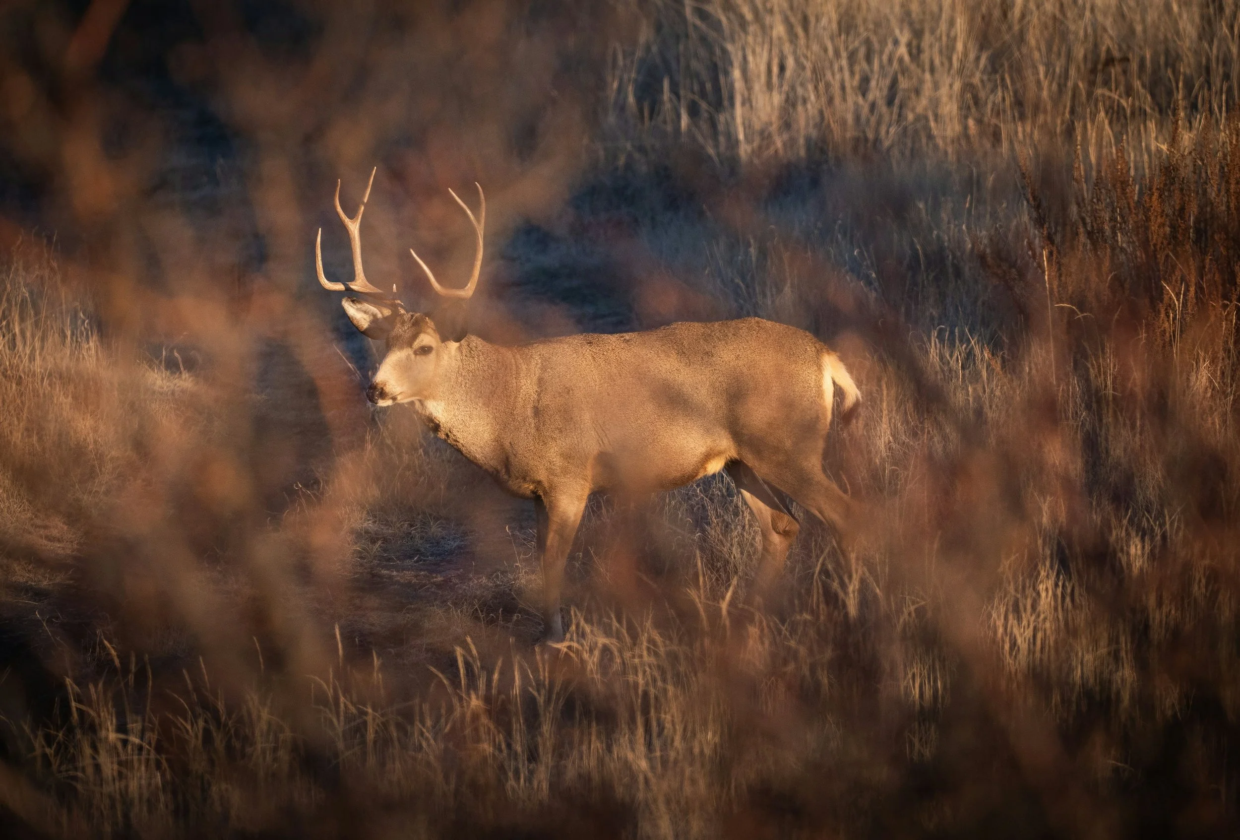 Mule Deer_Website_Home_@ Danny Shives.jpeg