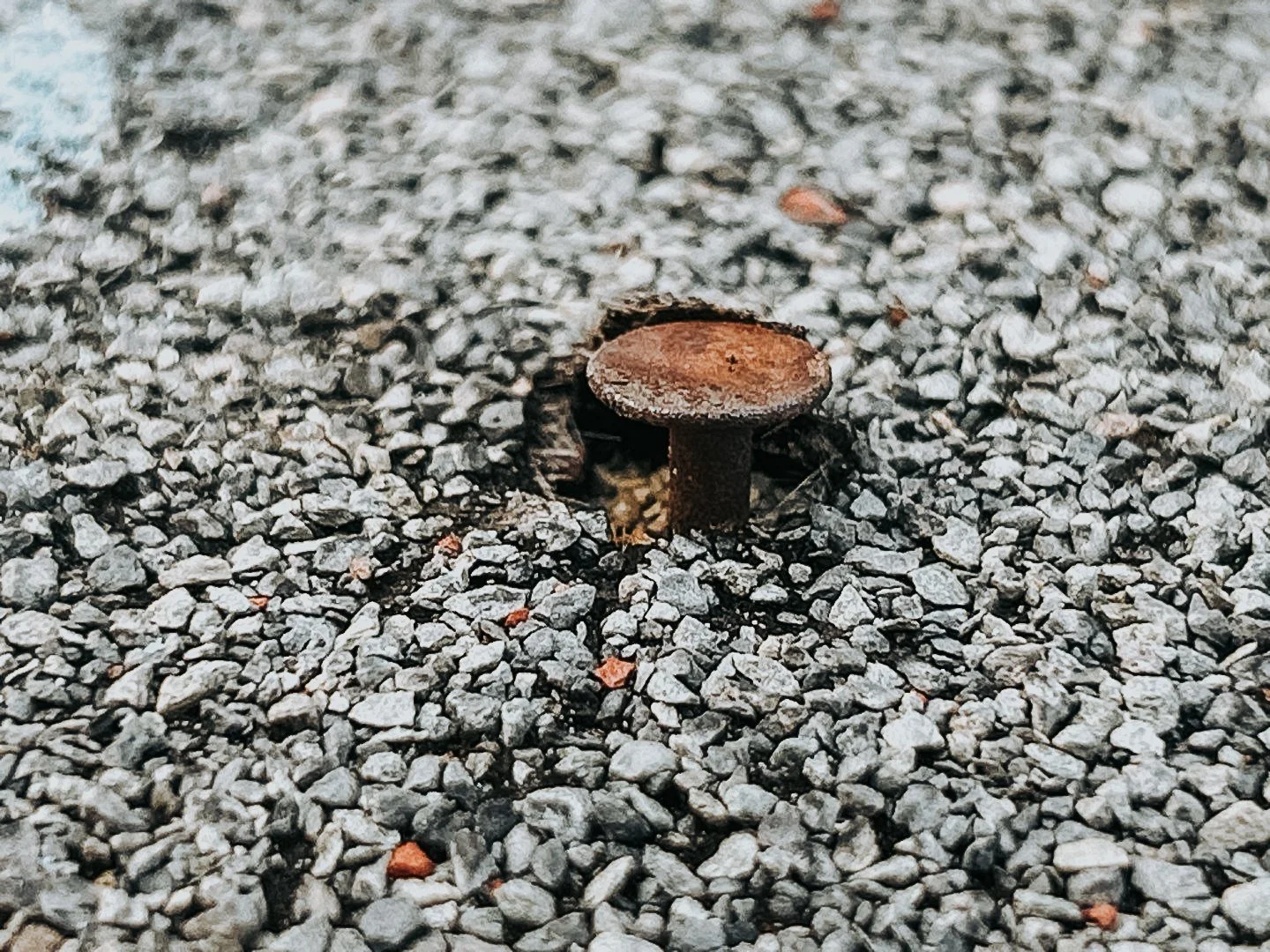 Why Are Shingle Granules in My Gutters?