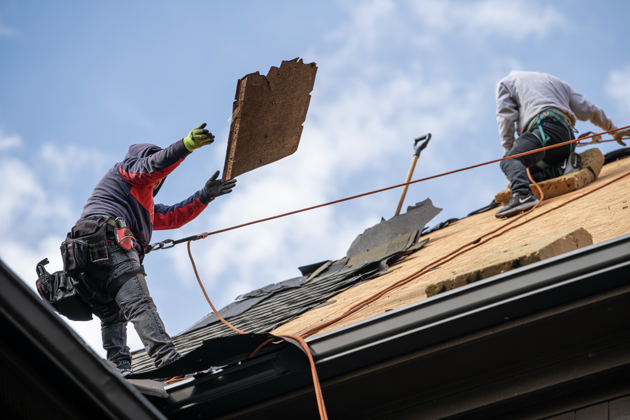 Two roof workers installing shingles on a house roof, one holding a piece of roofing material, both secured with safety harnesses.